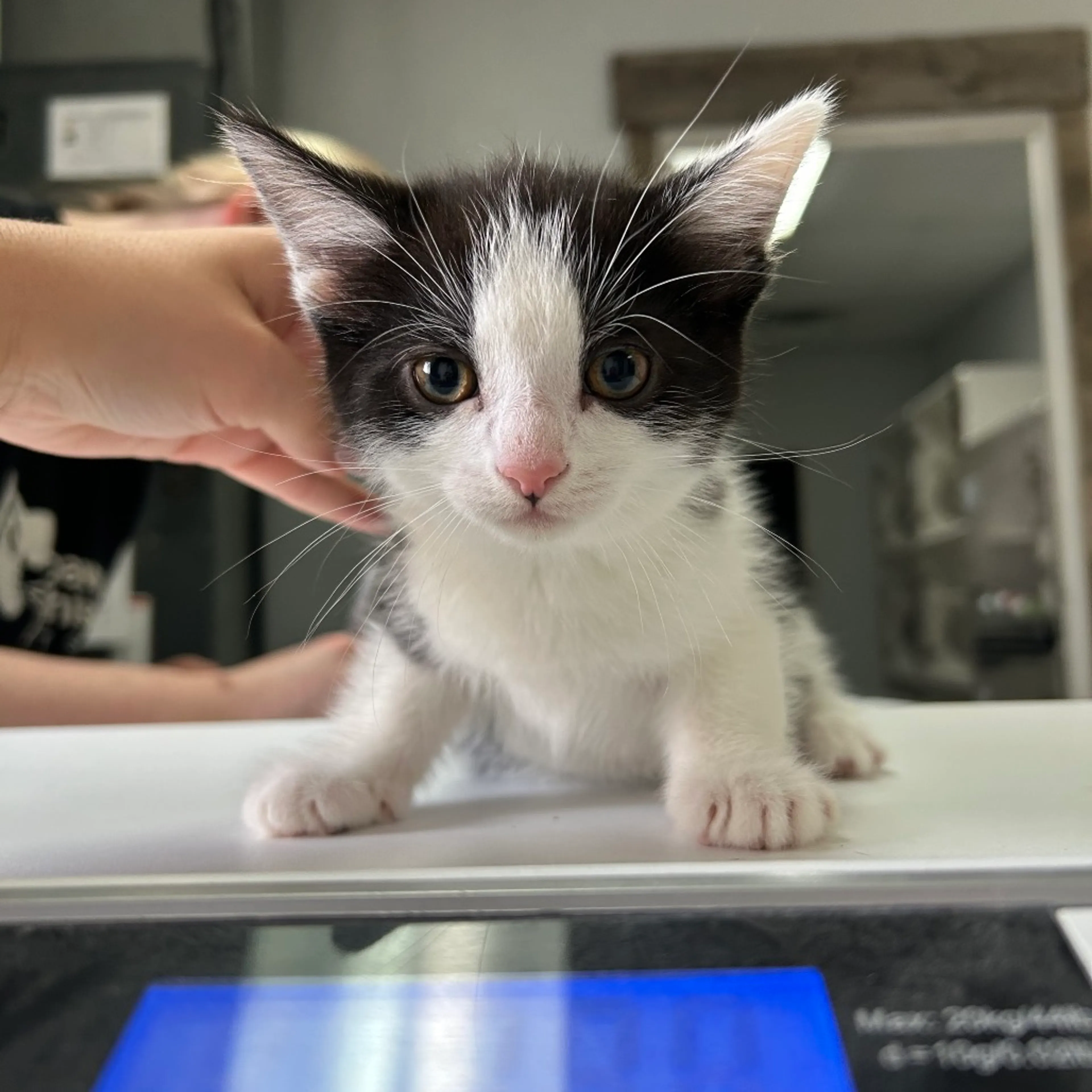 Found pet