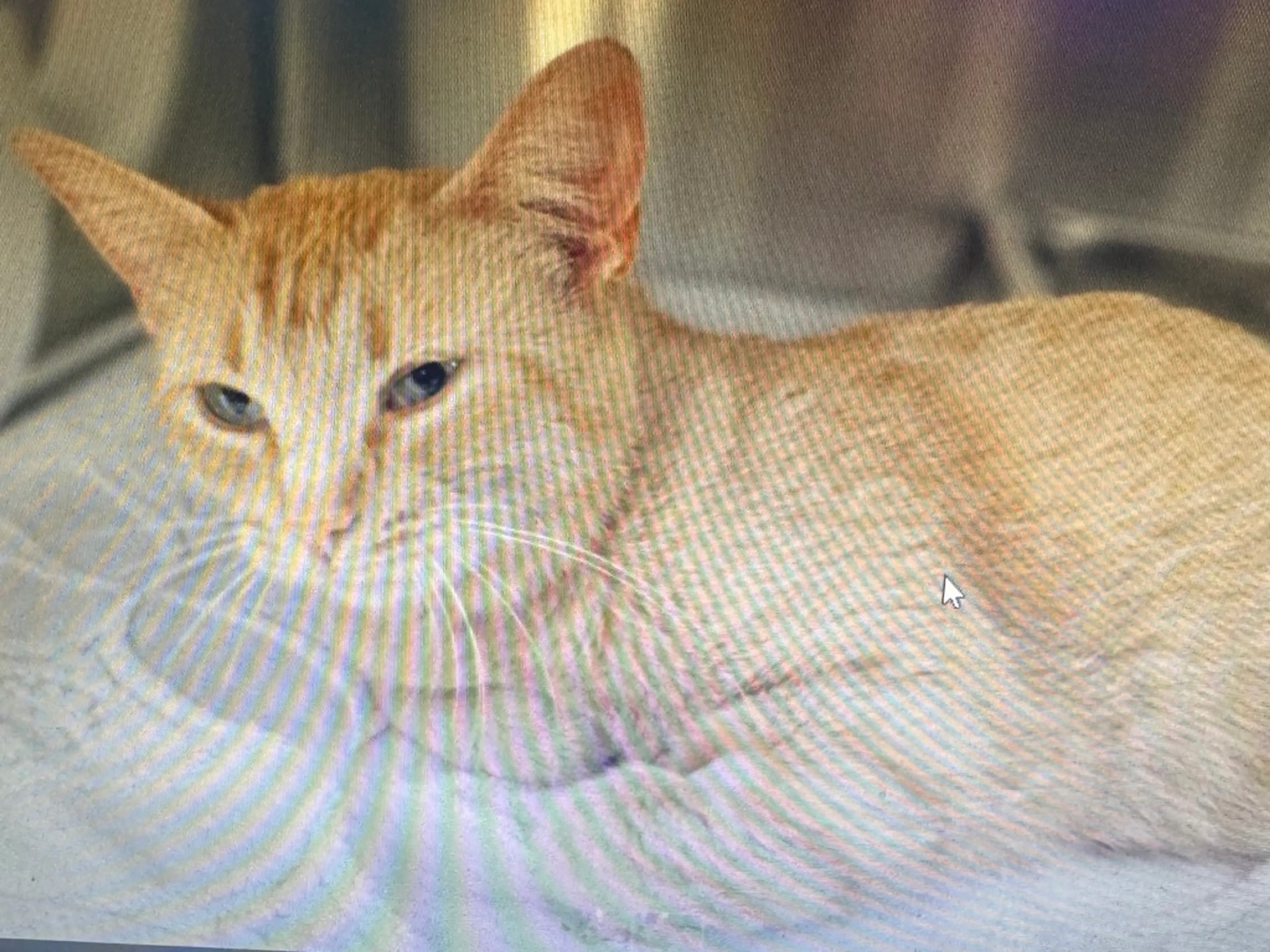 Found pet-0