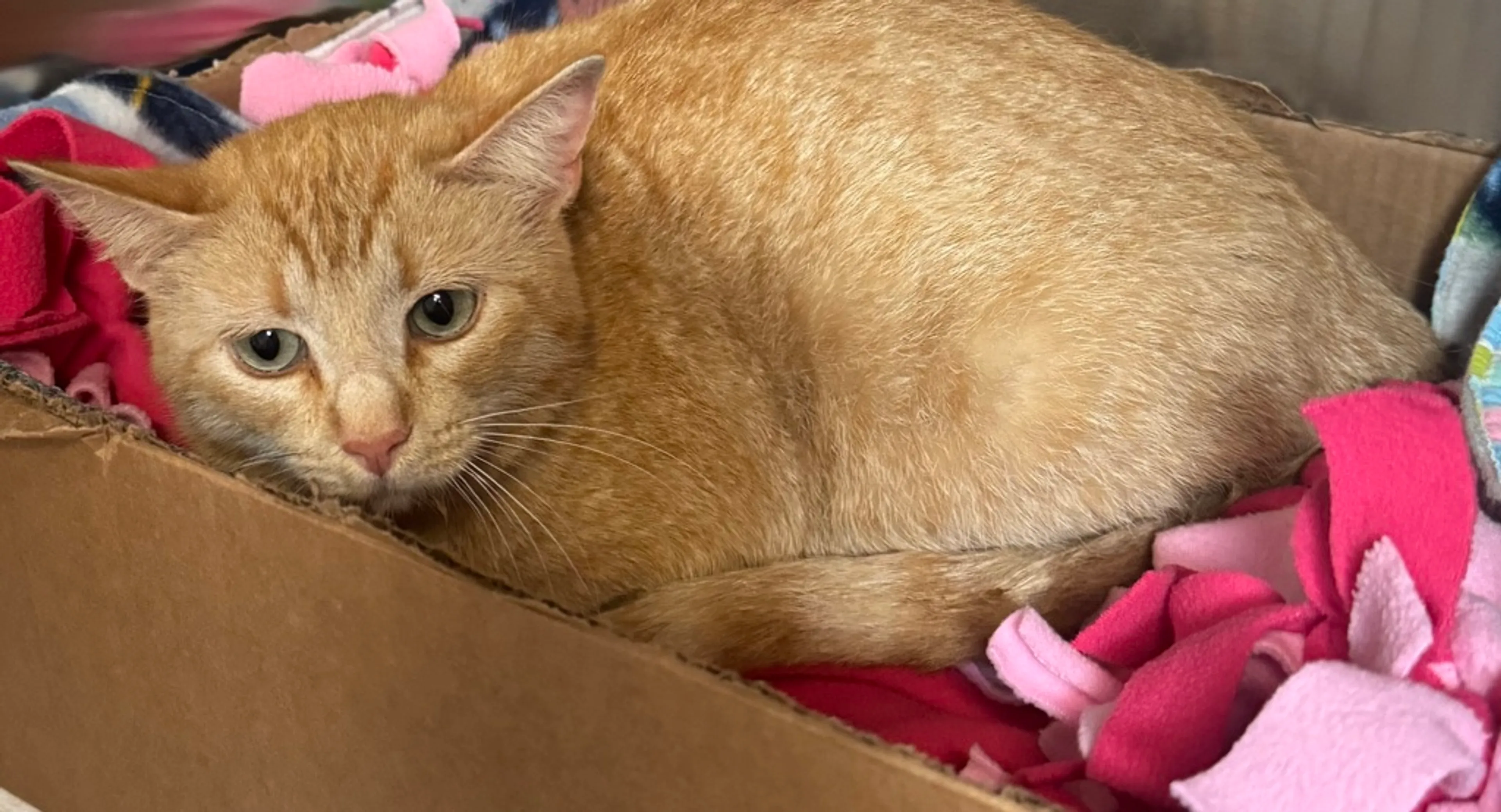 Found pet-1