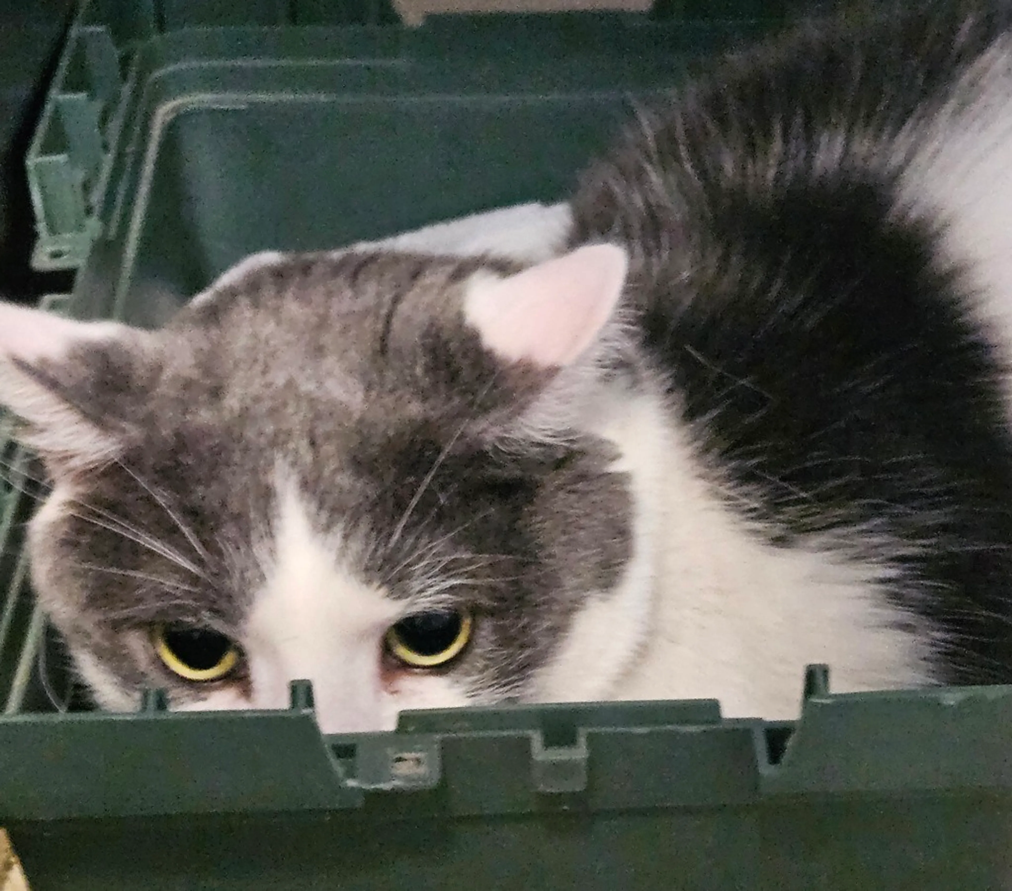 Found pet