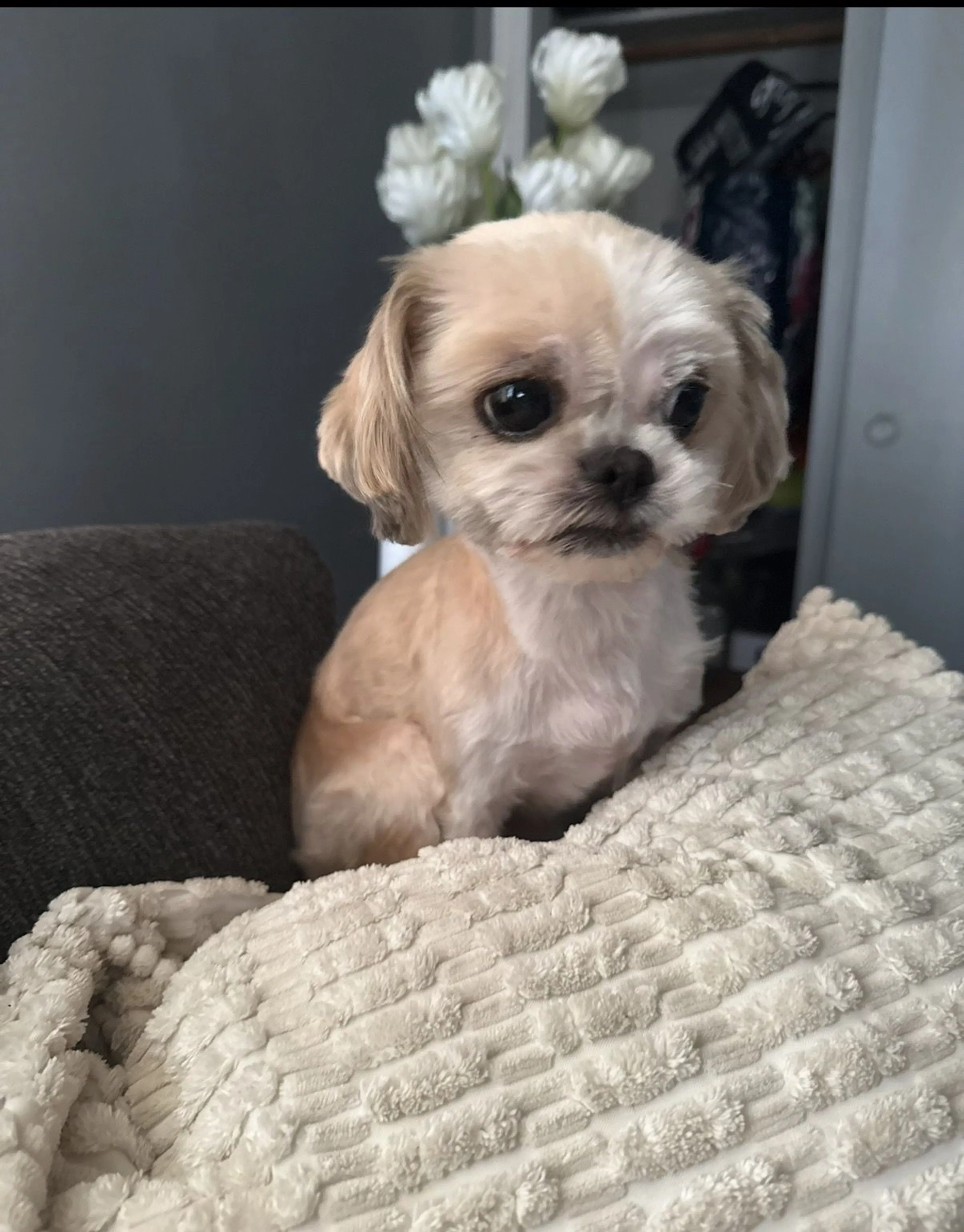 Lost pet-1