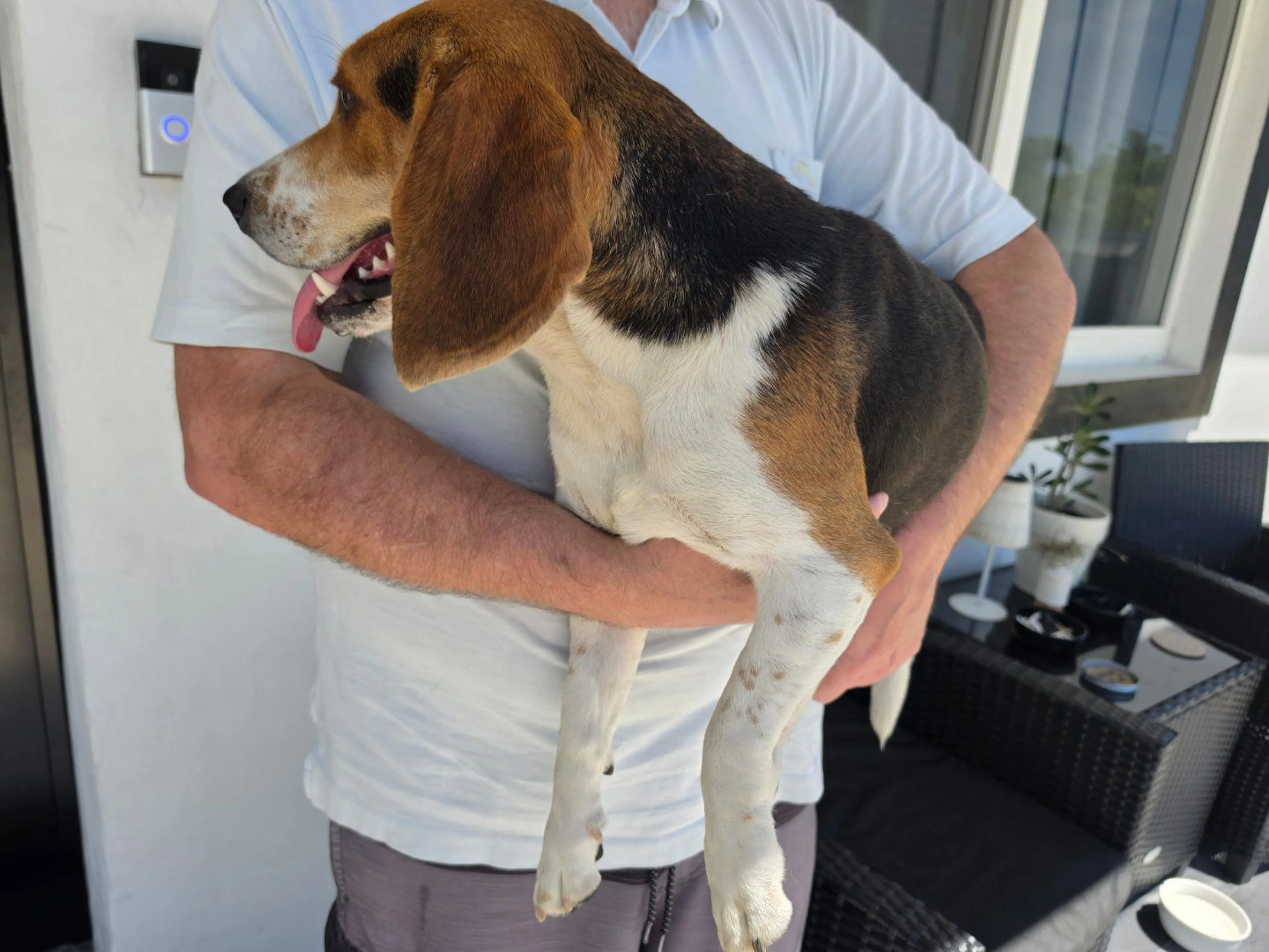 Lost pet-1