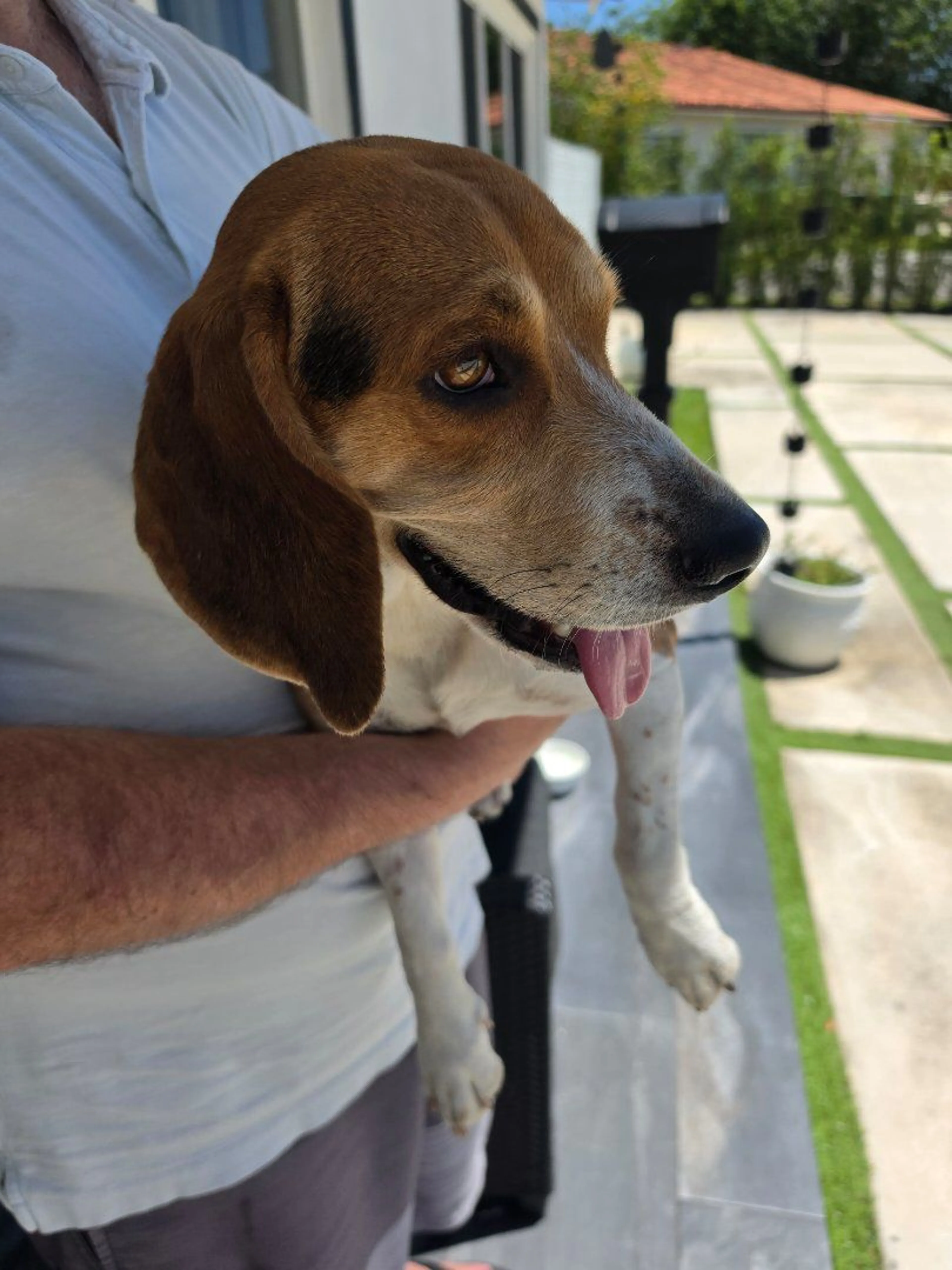 Lost pet-2