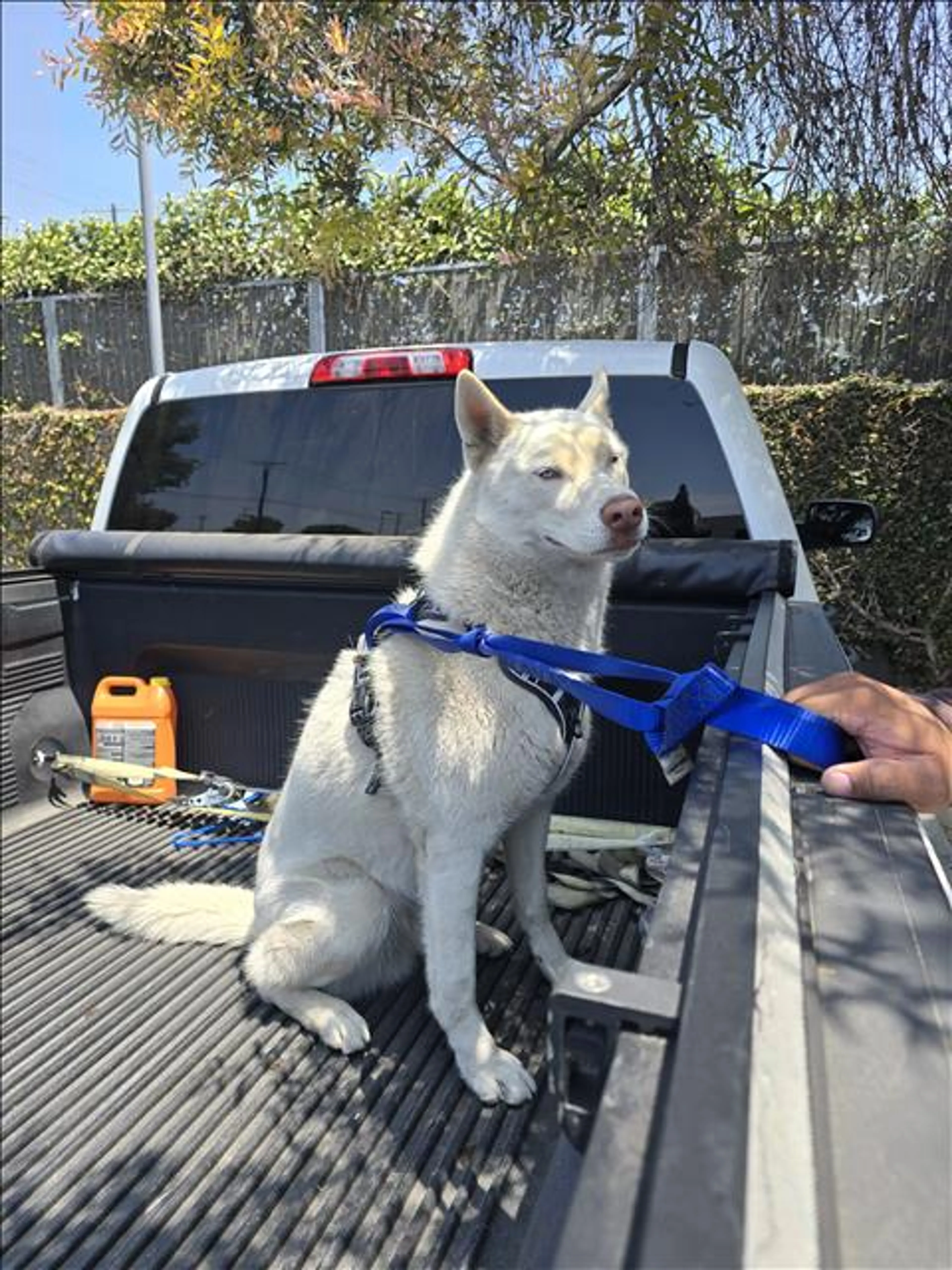 Found pet