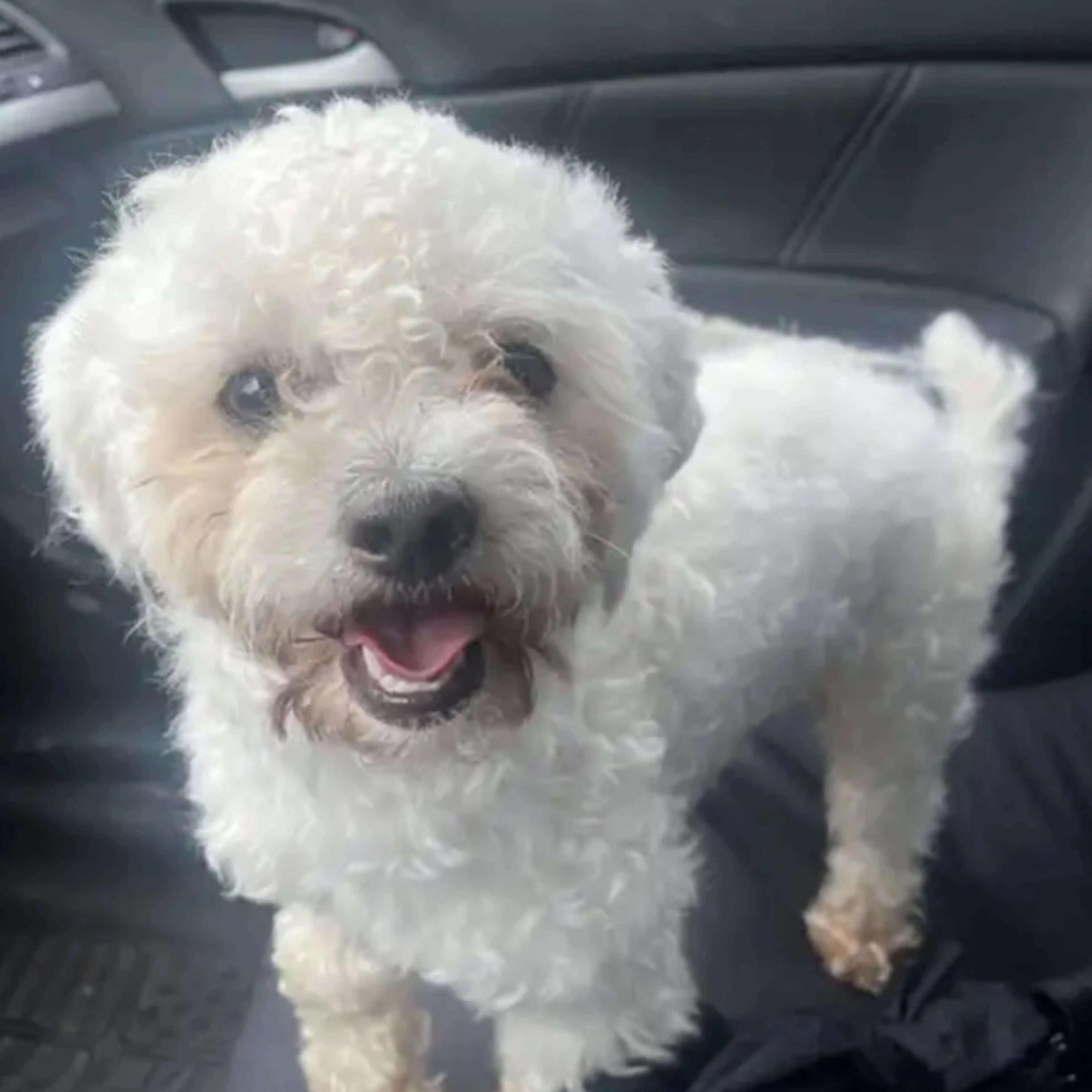 Found pet