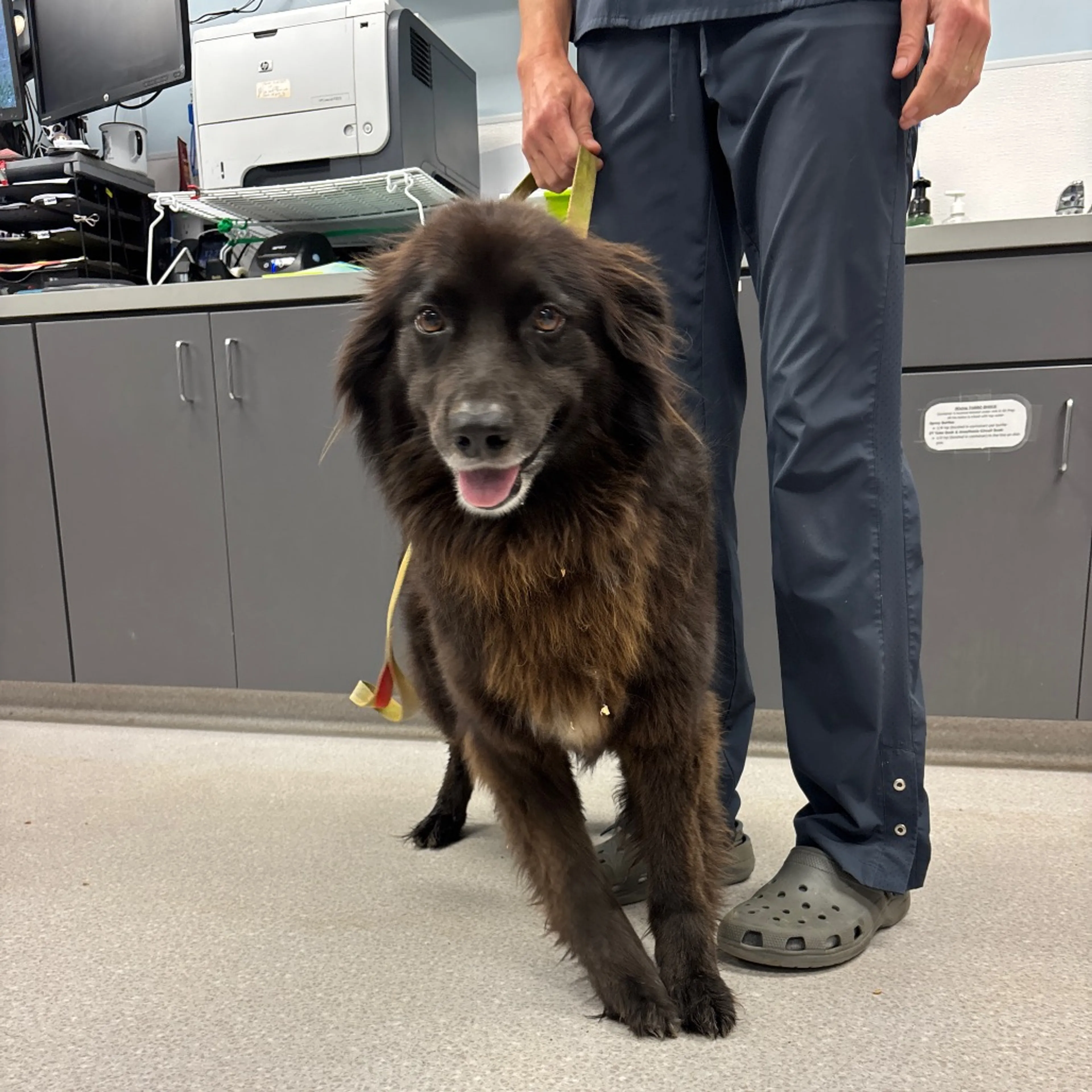 Found pet