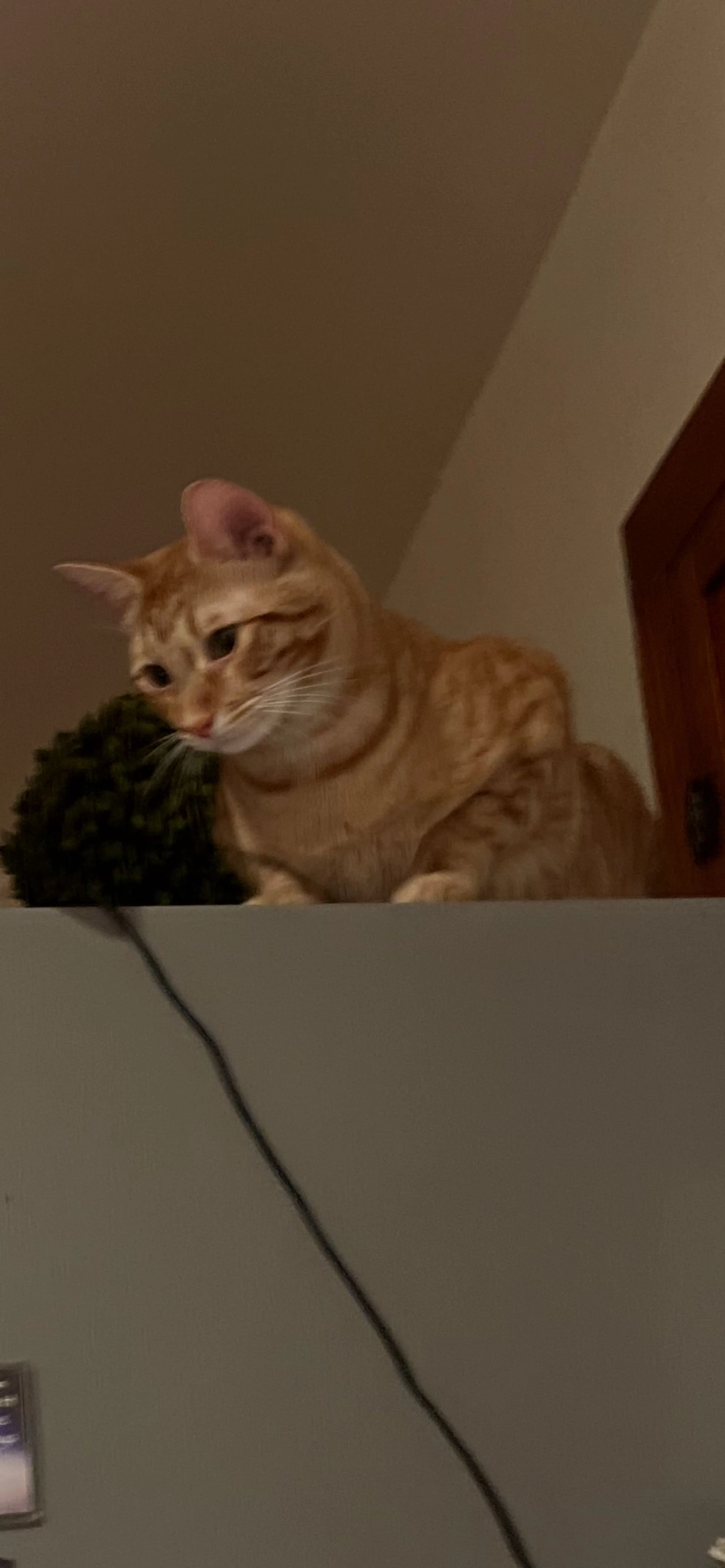 Lost pet-1