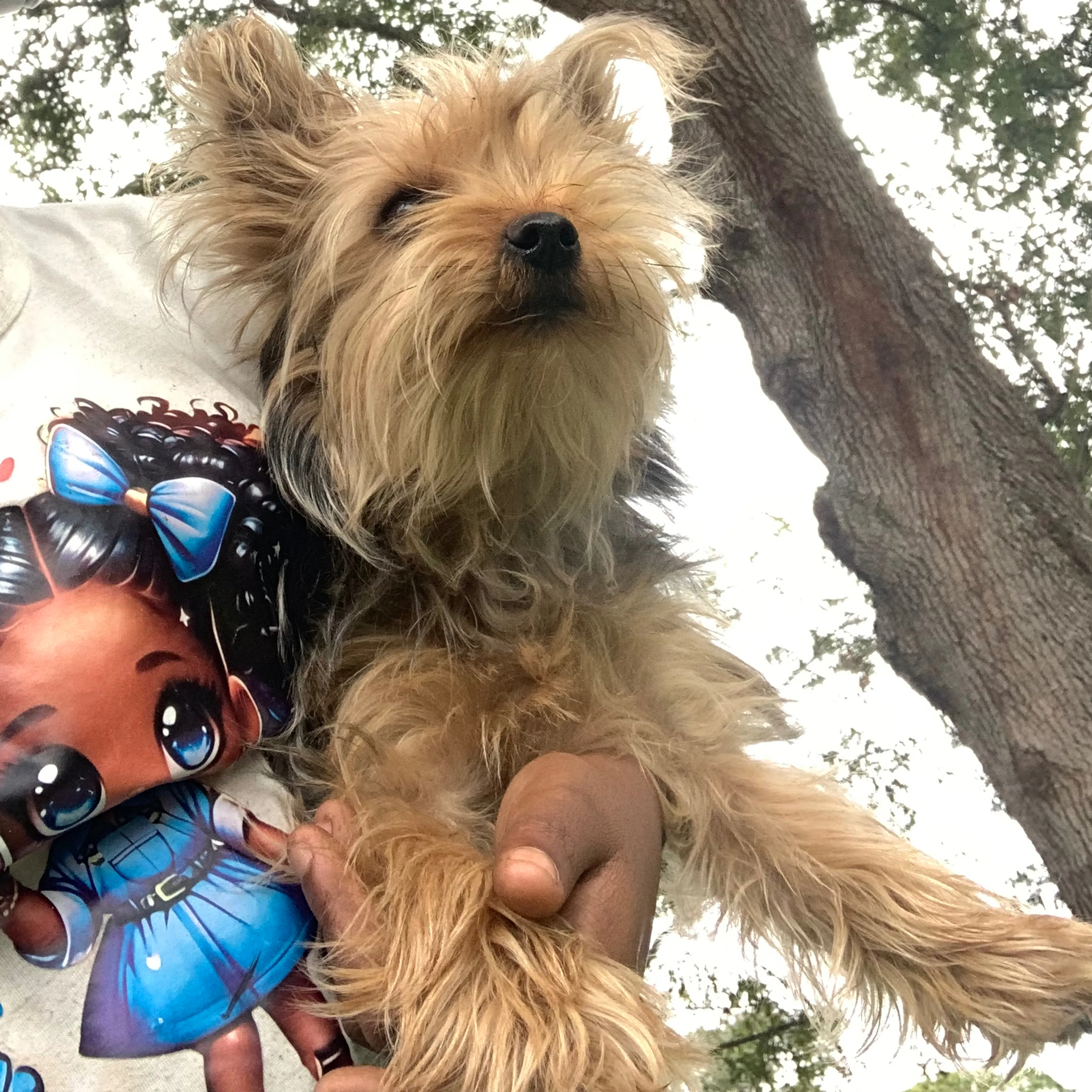 Lost pet-2