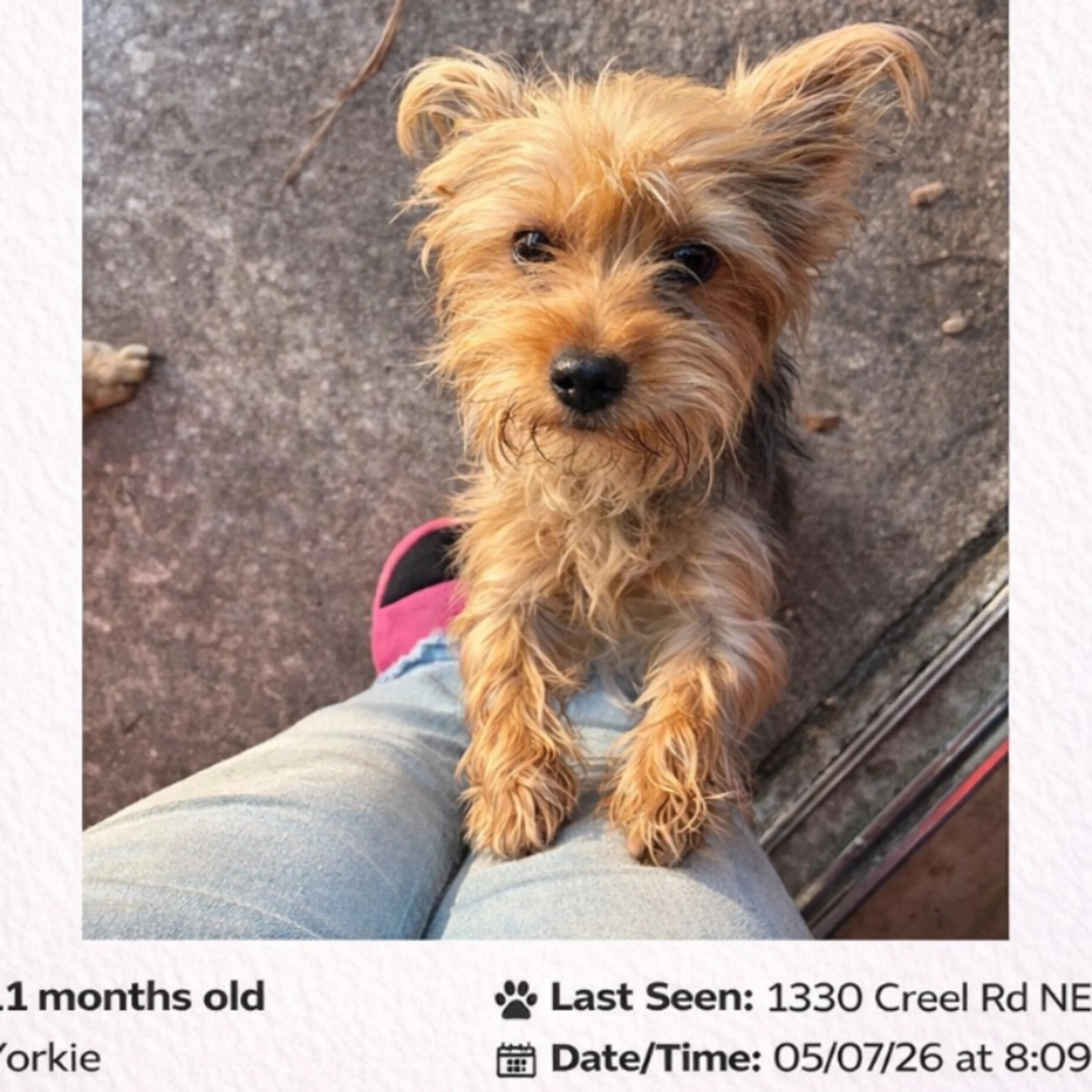 Lost pet-0