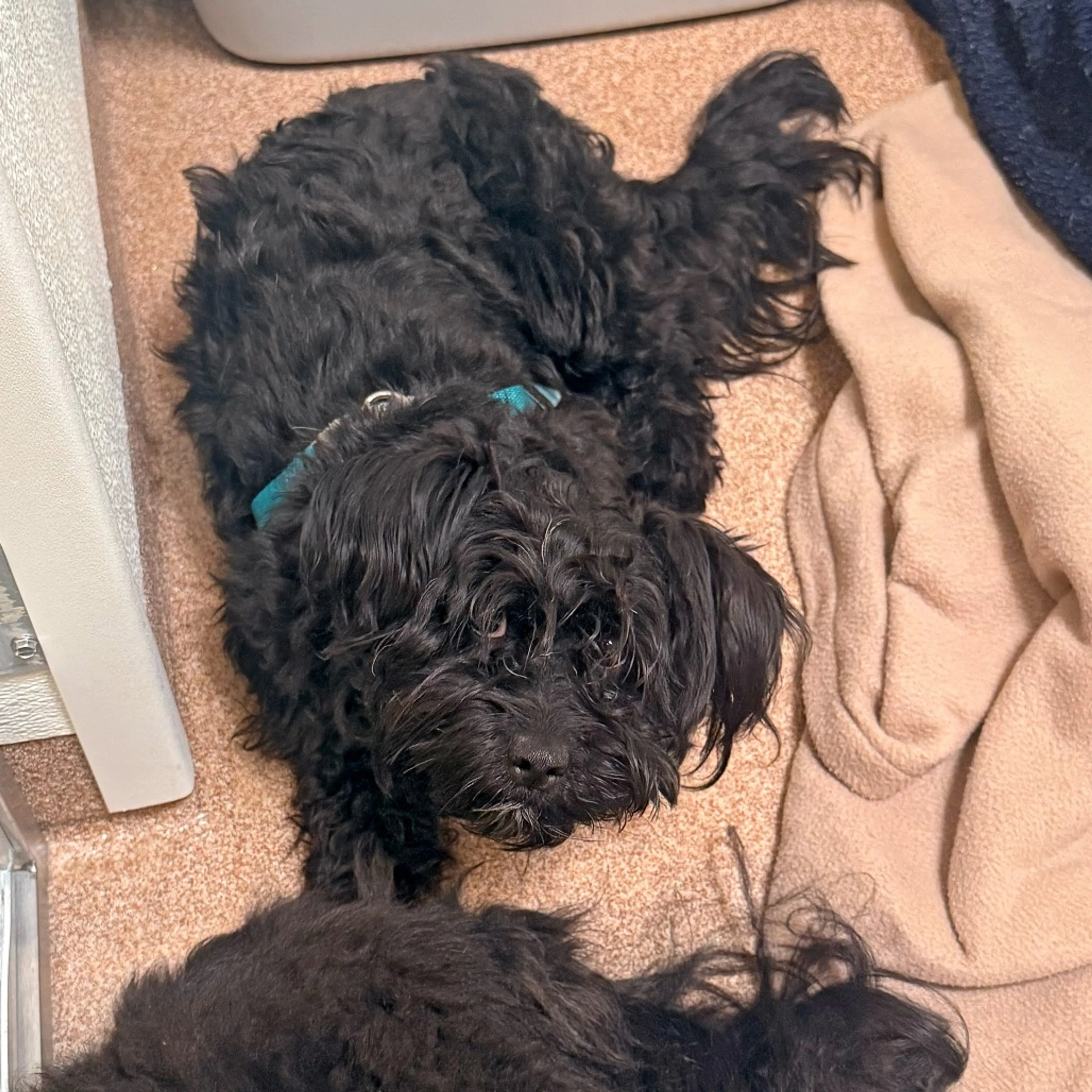 Found pet-1