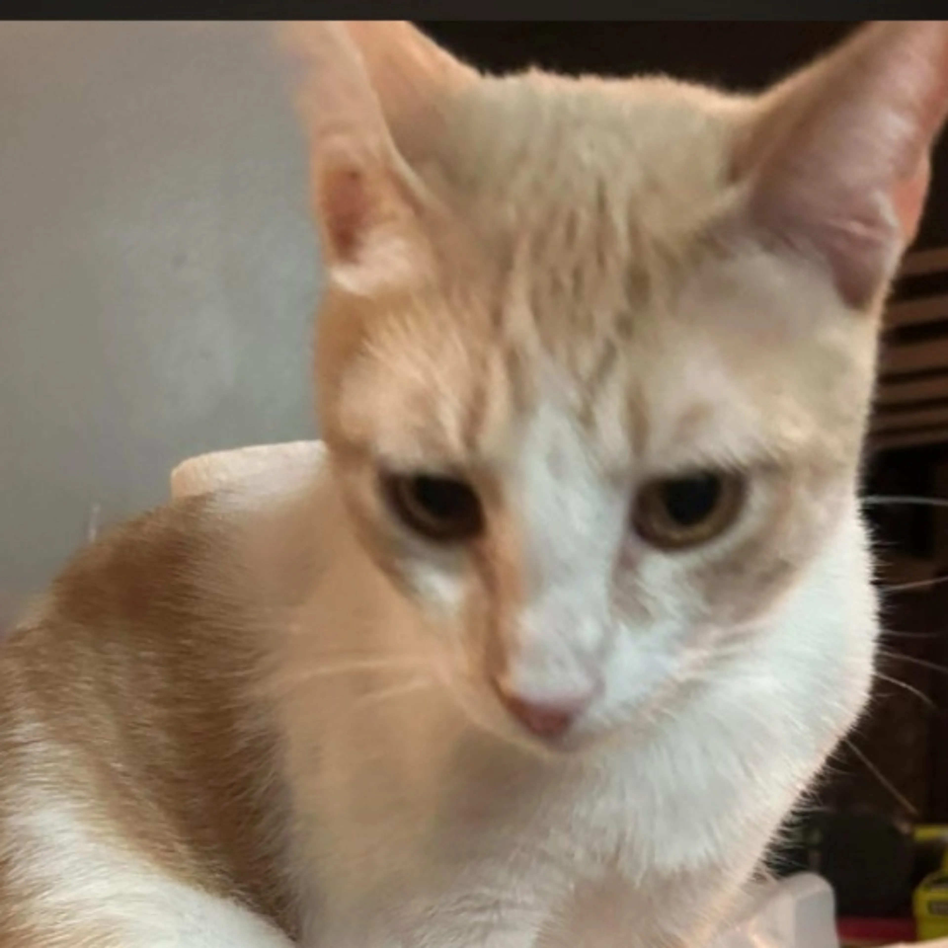 Lost pet