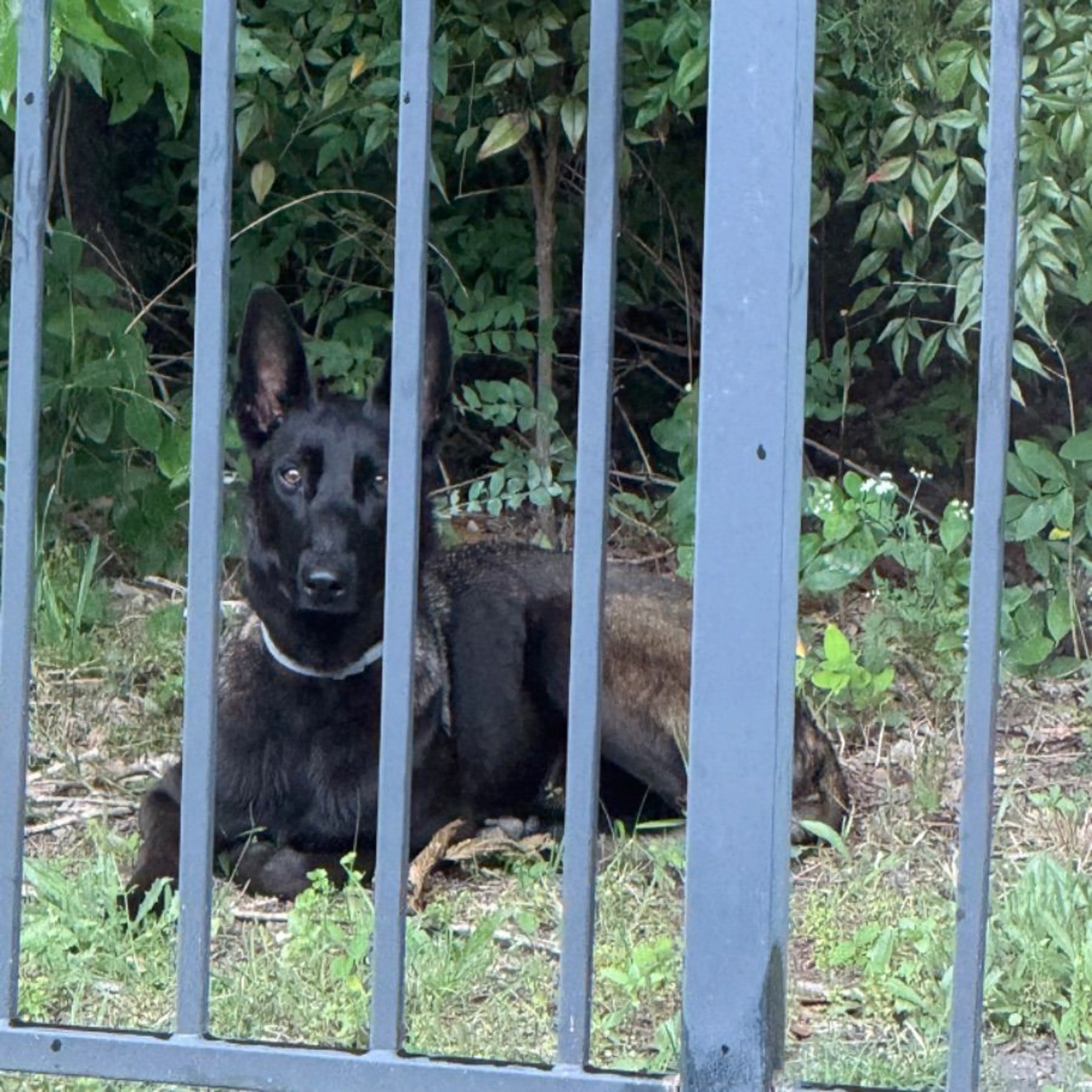 Found pet