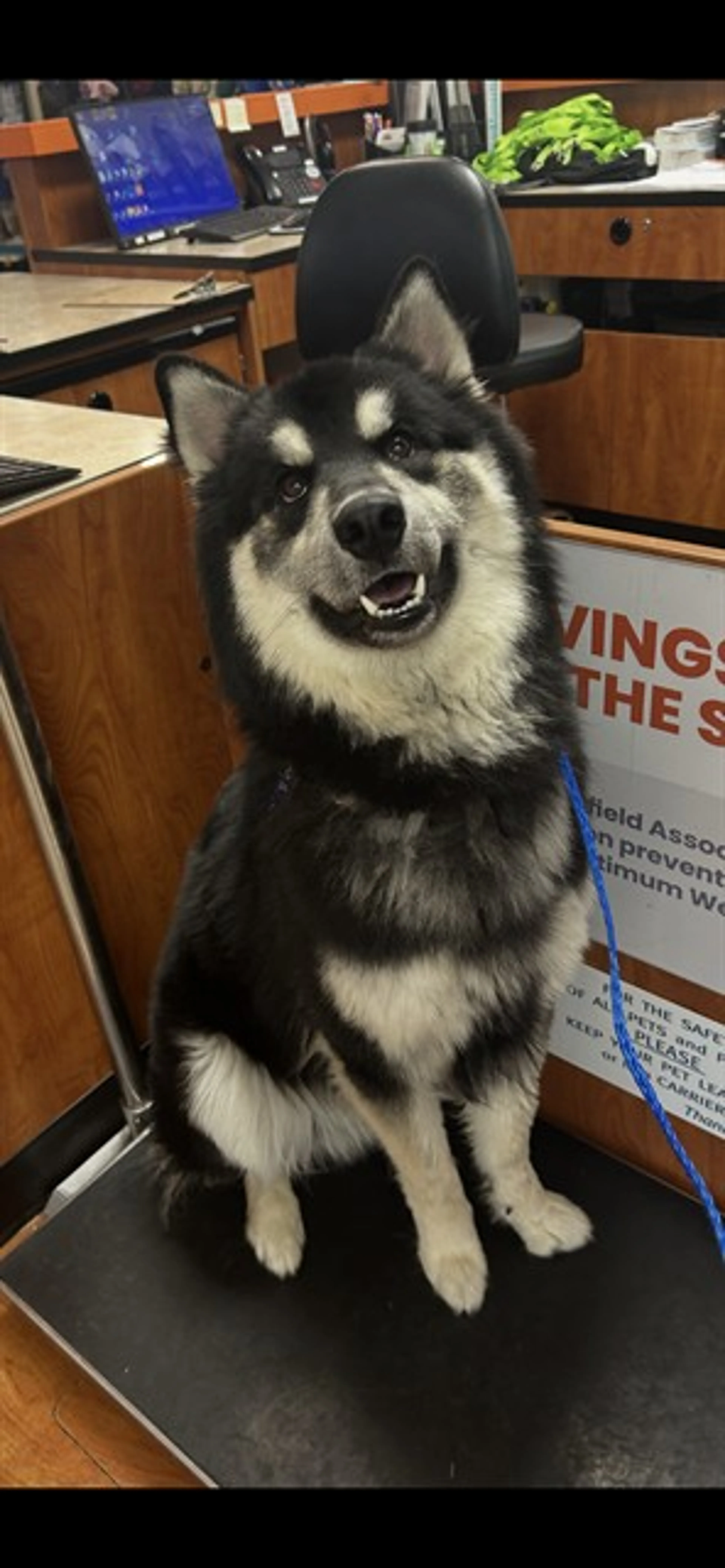 Found pet