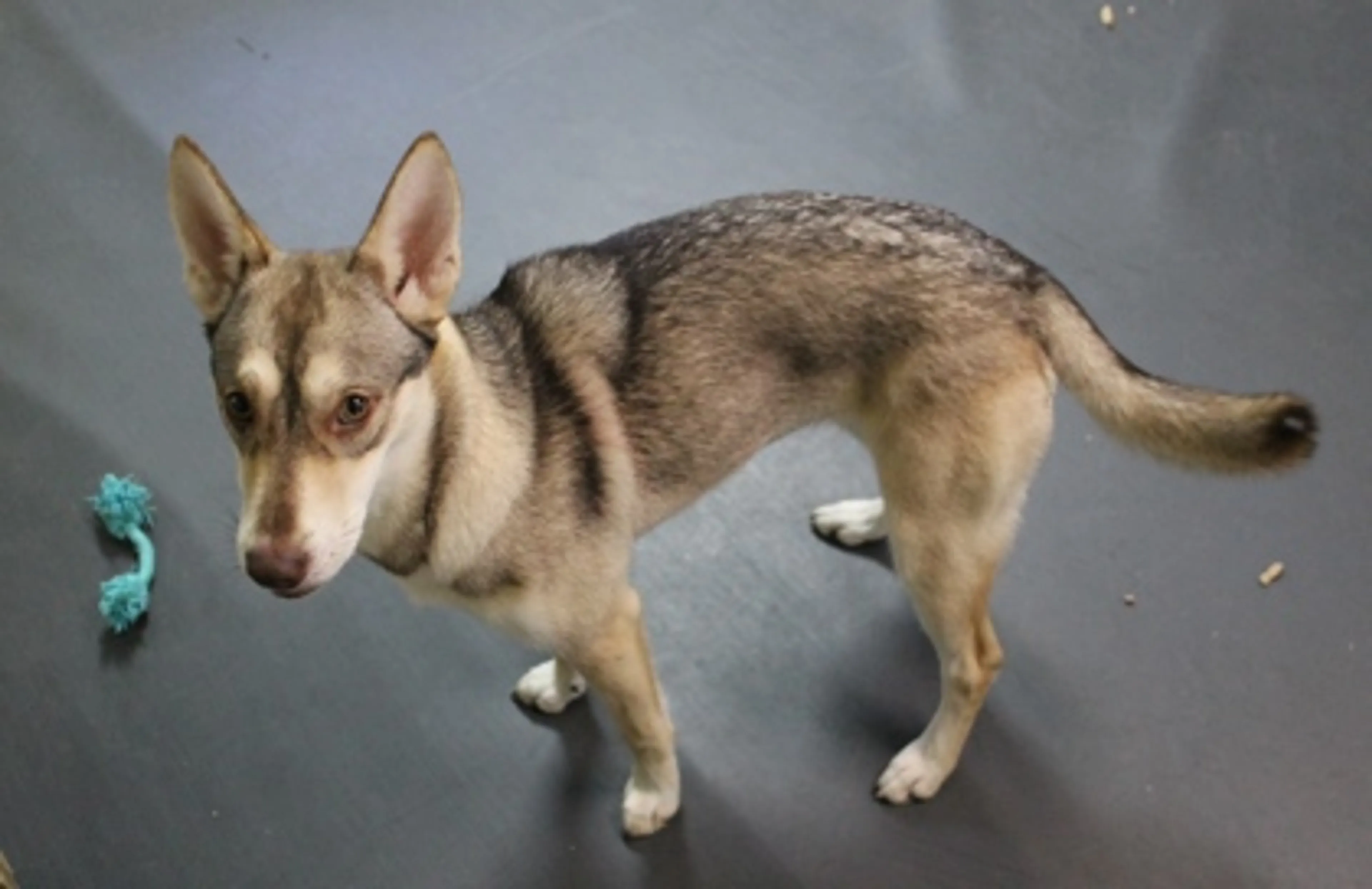Found pet-2