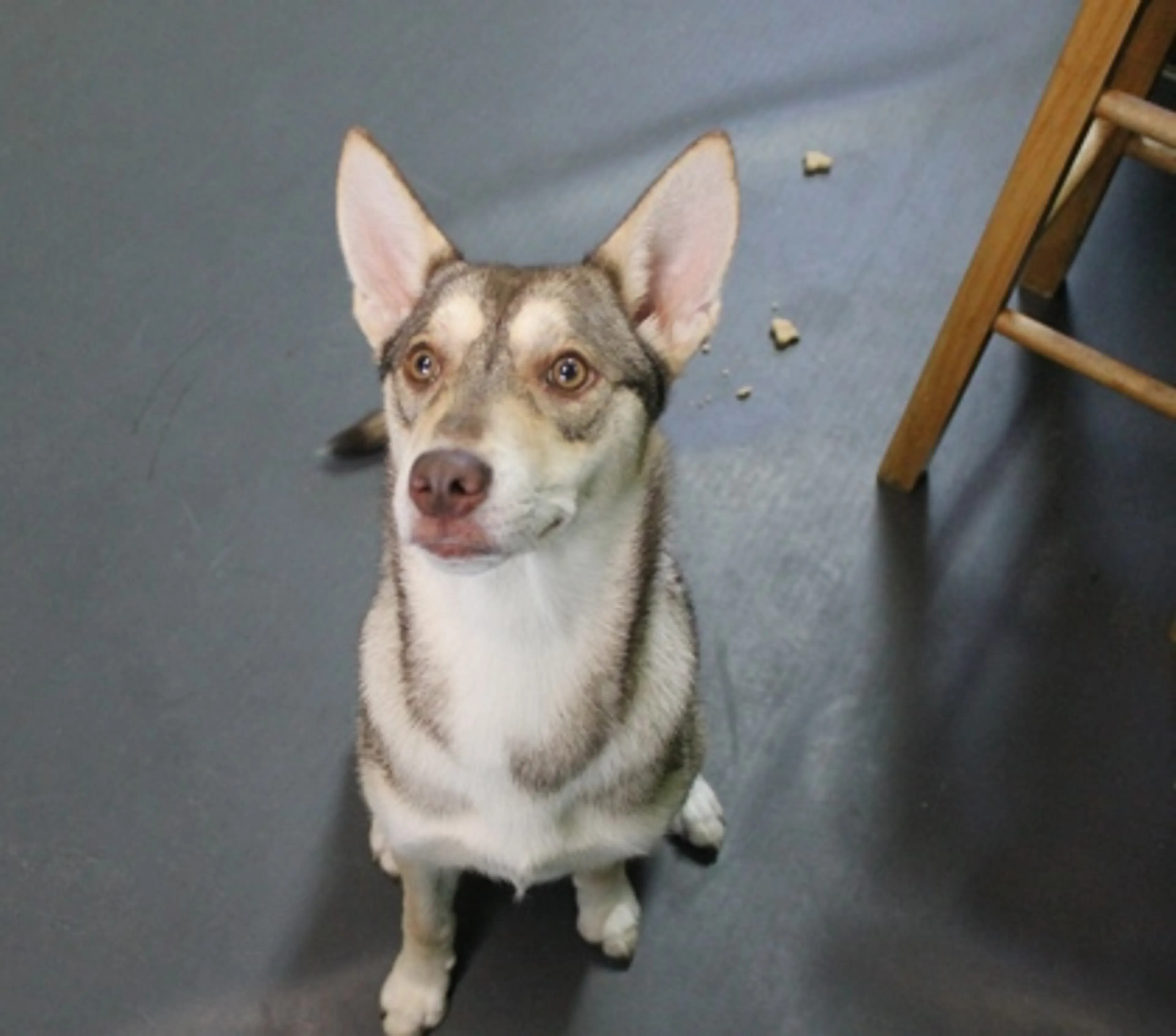 Found pet-1