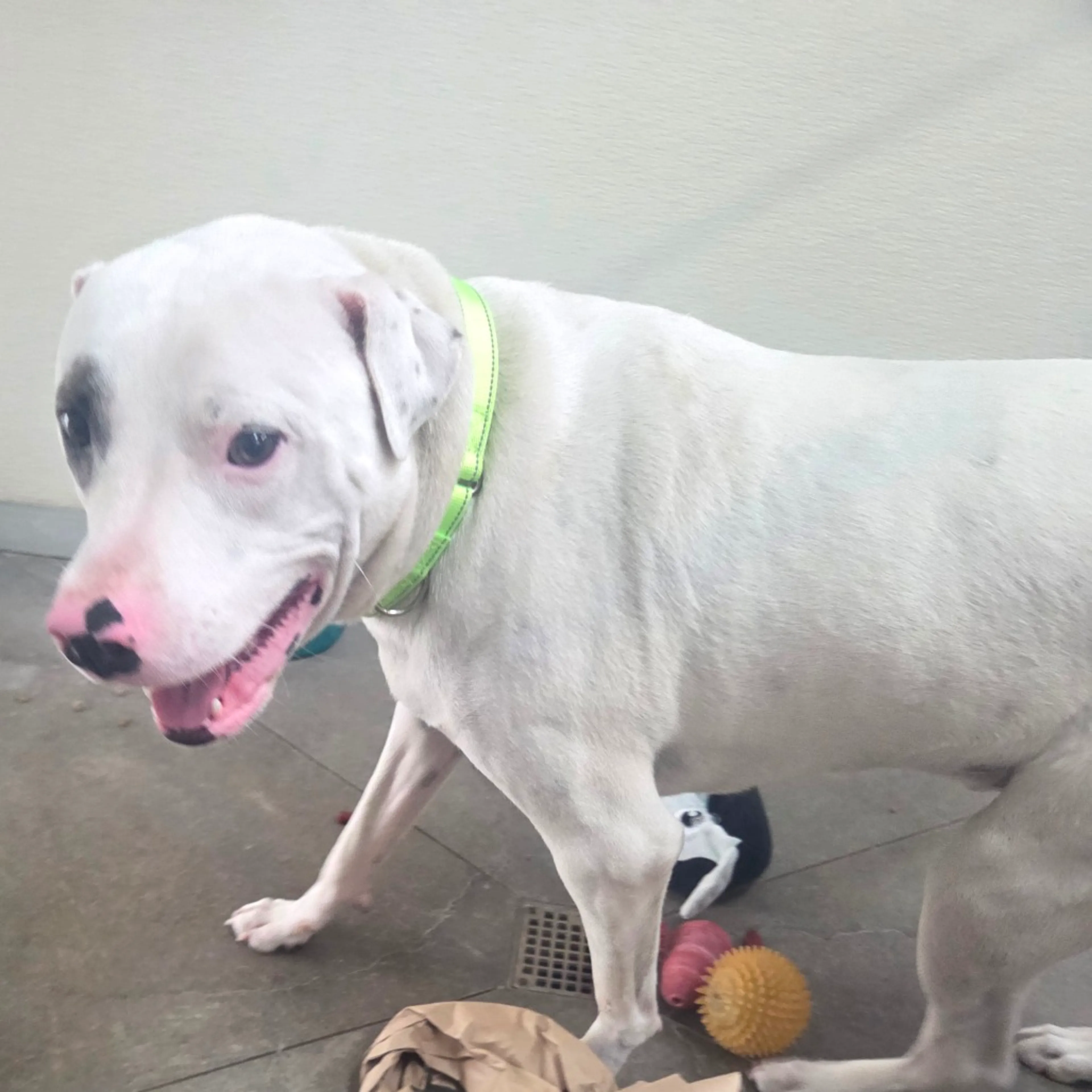 Found pet-1