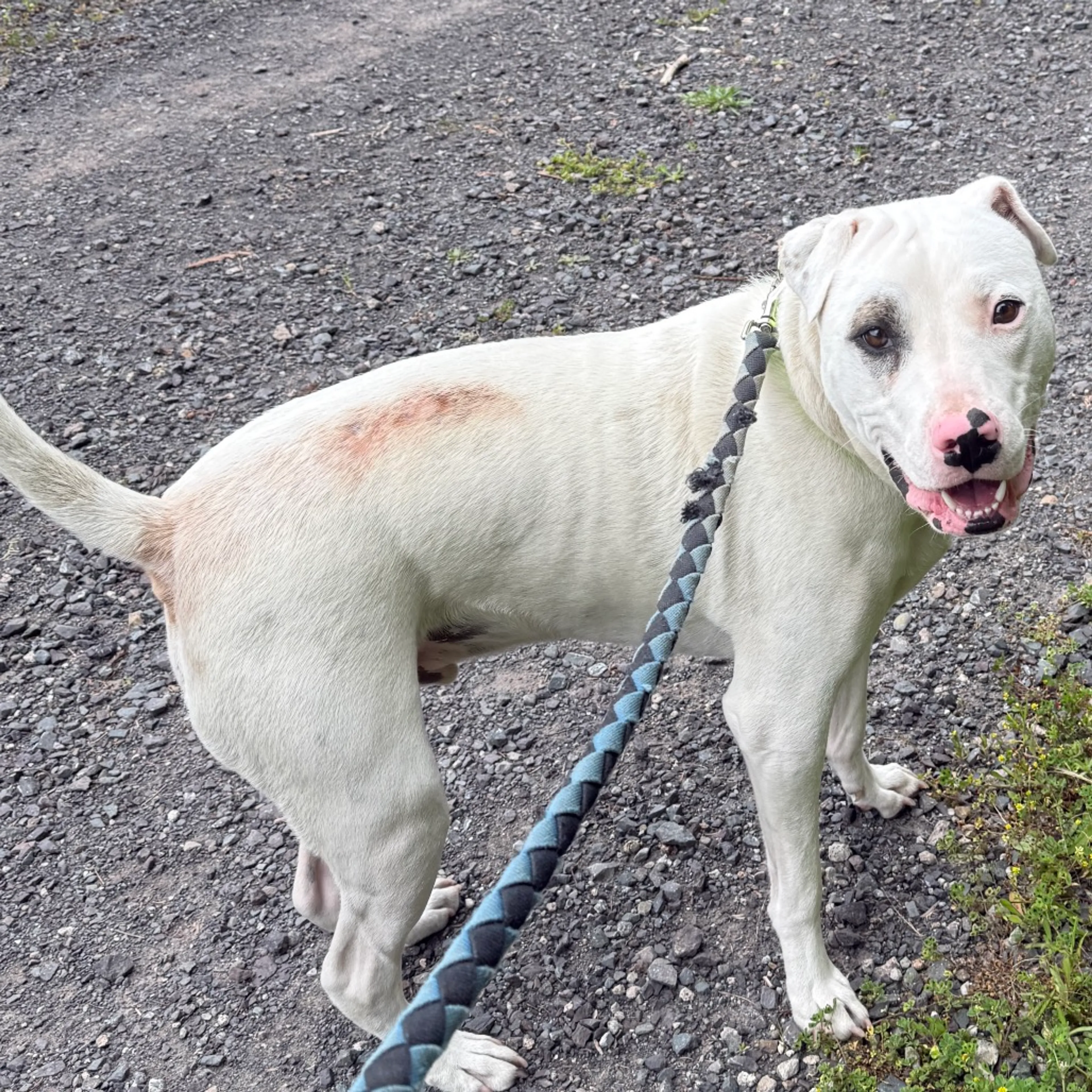 Found pet-2
