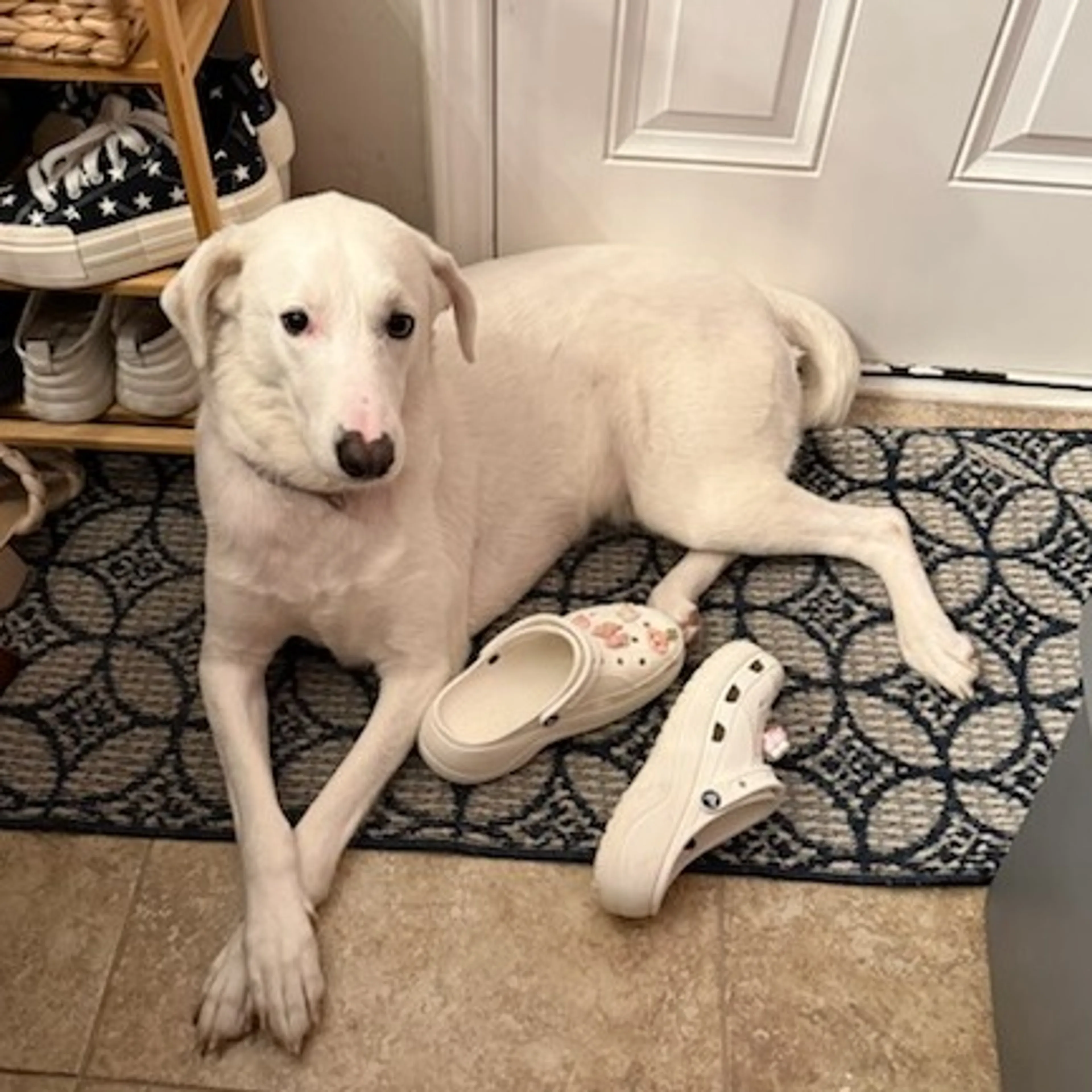 Found pet-0