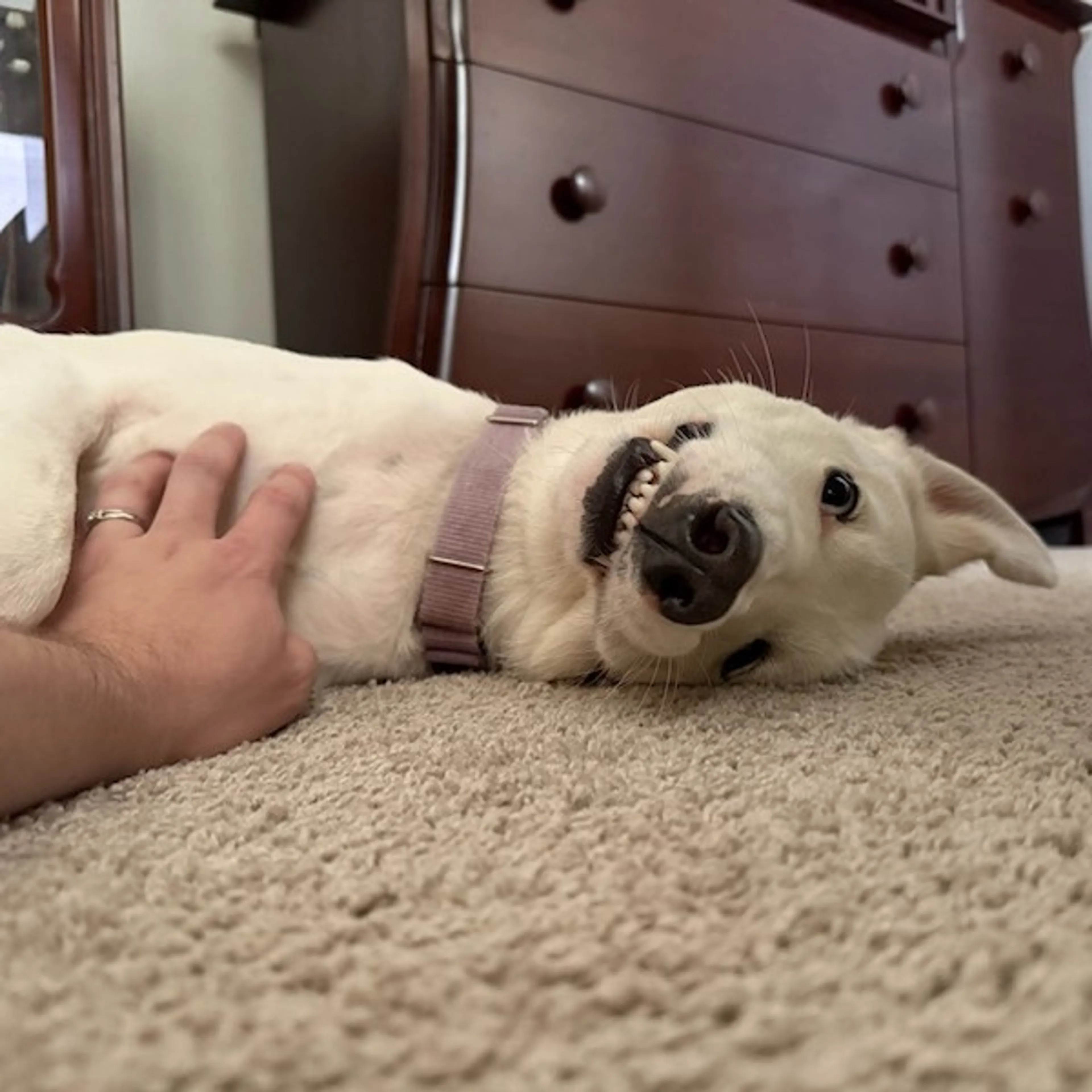 Found pet-3