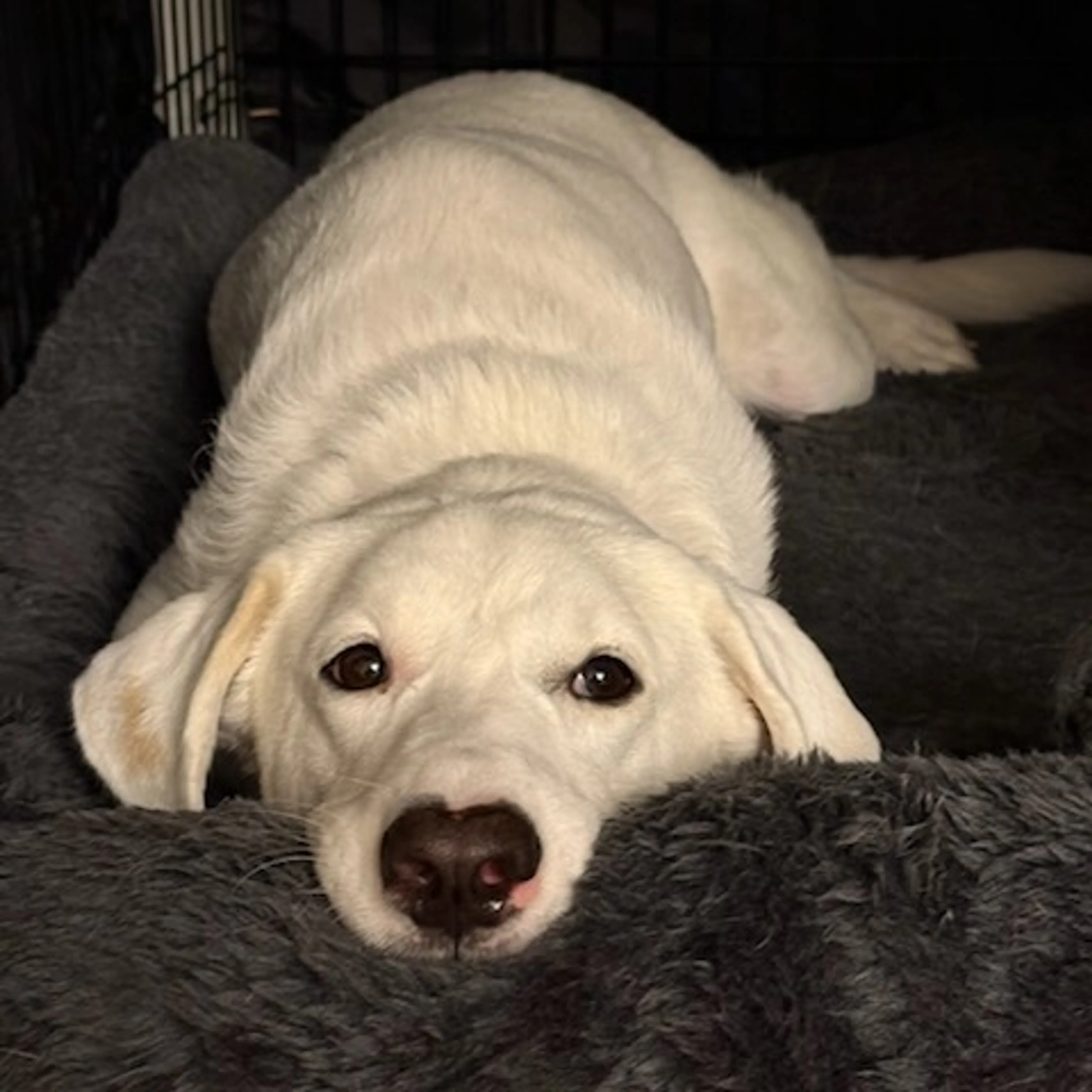 Found pet-5