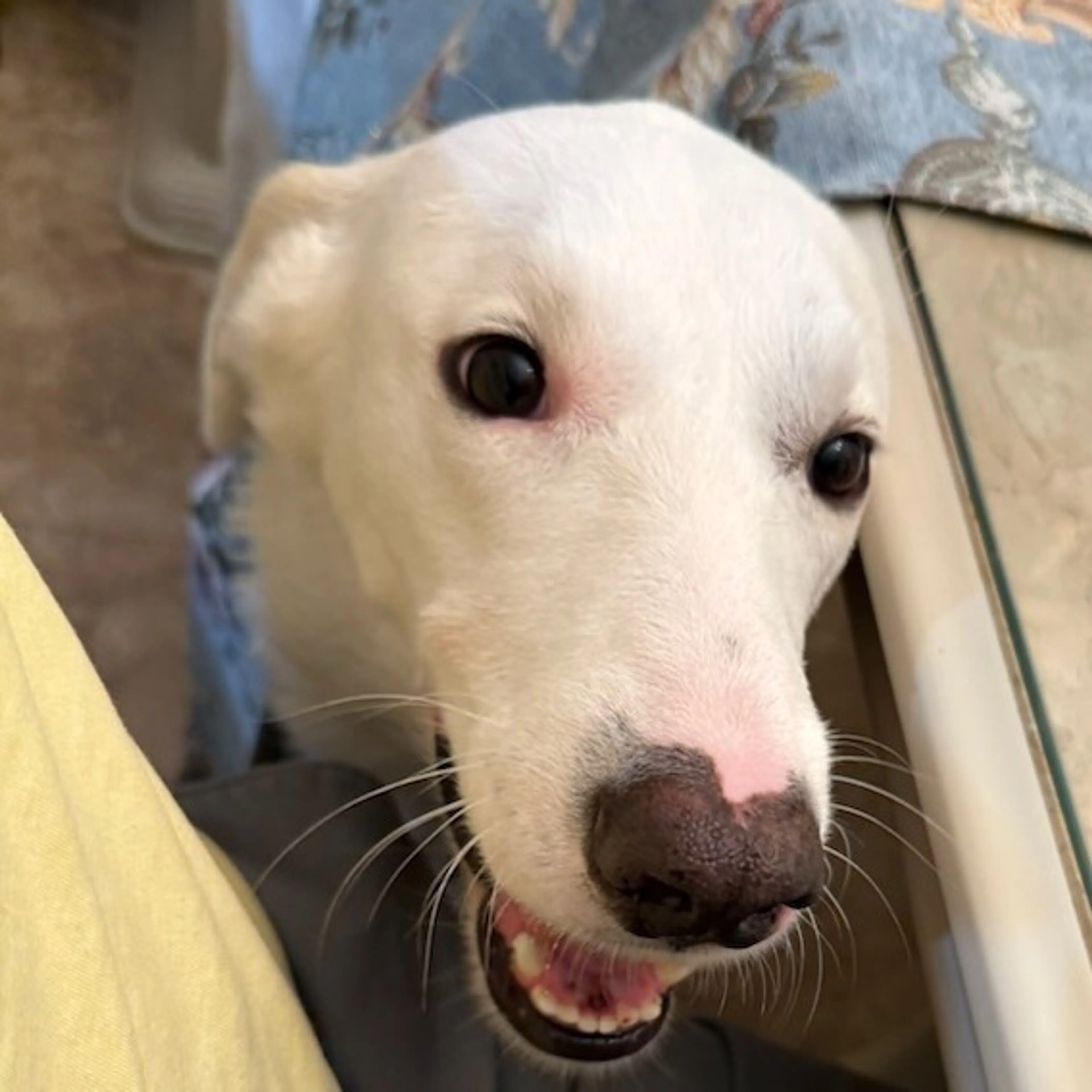 Found pet-4