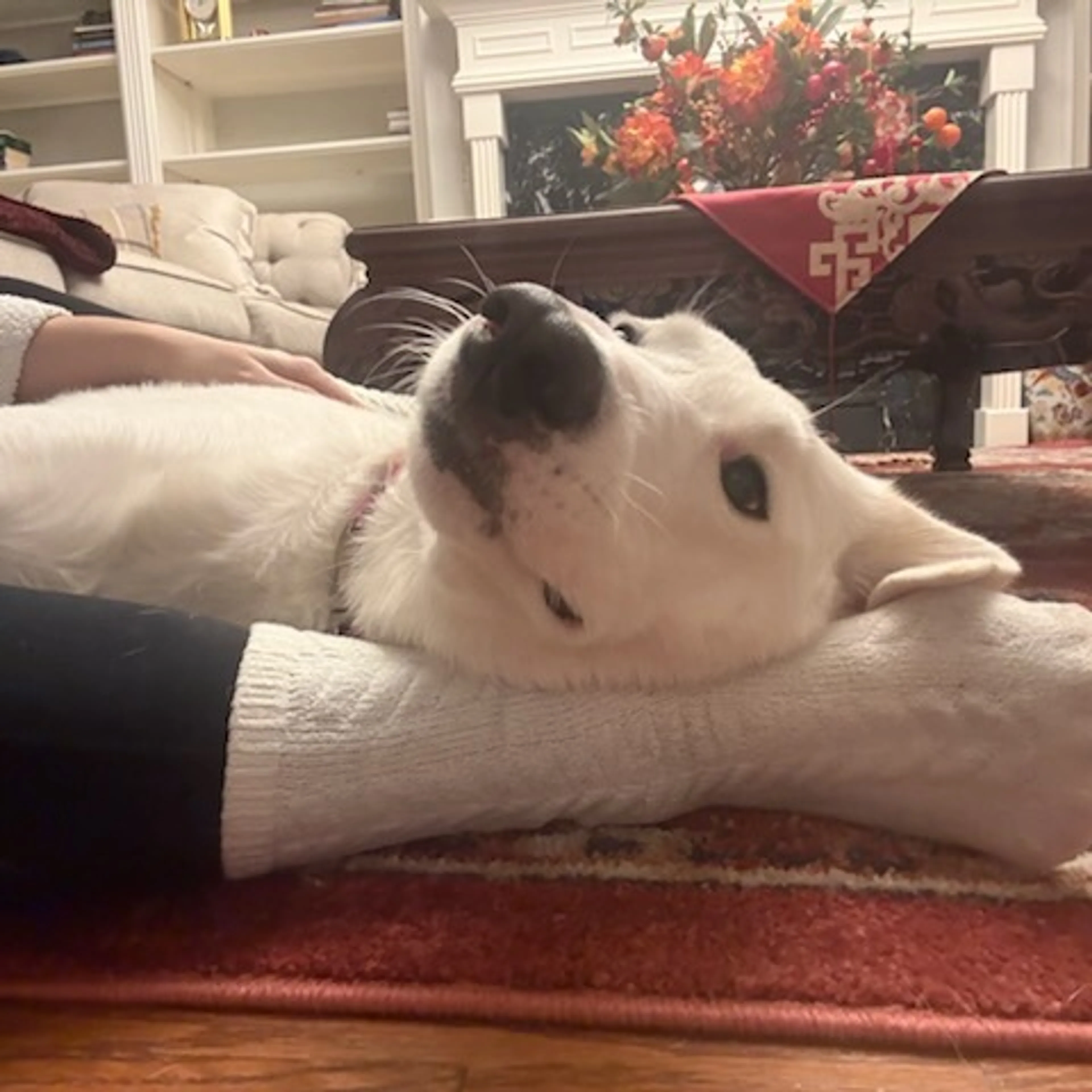 Found pet-6