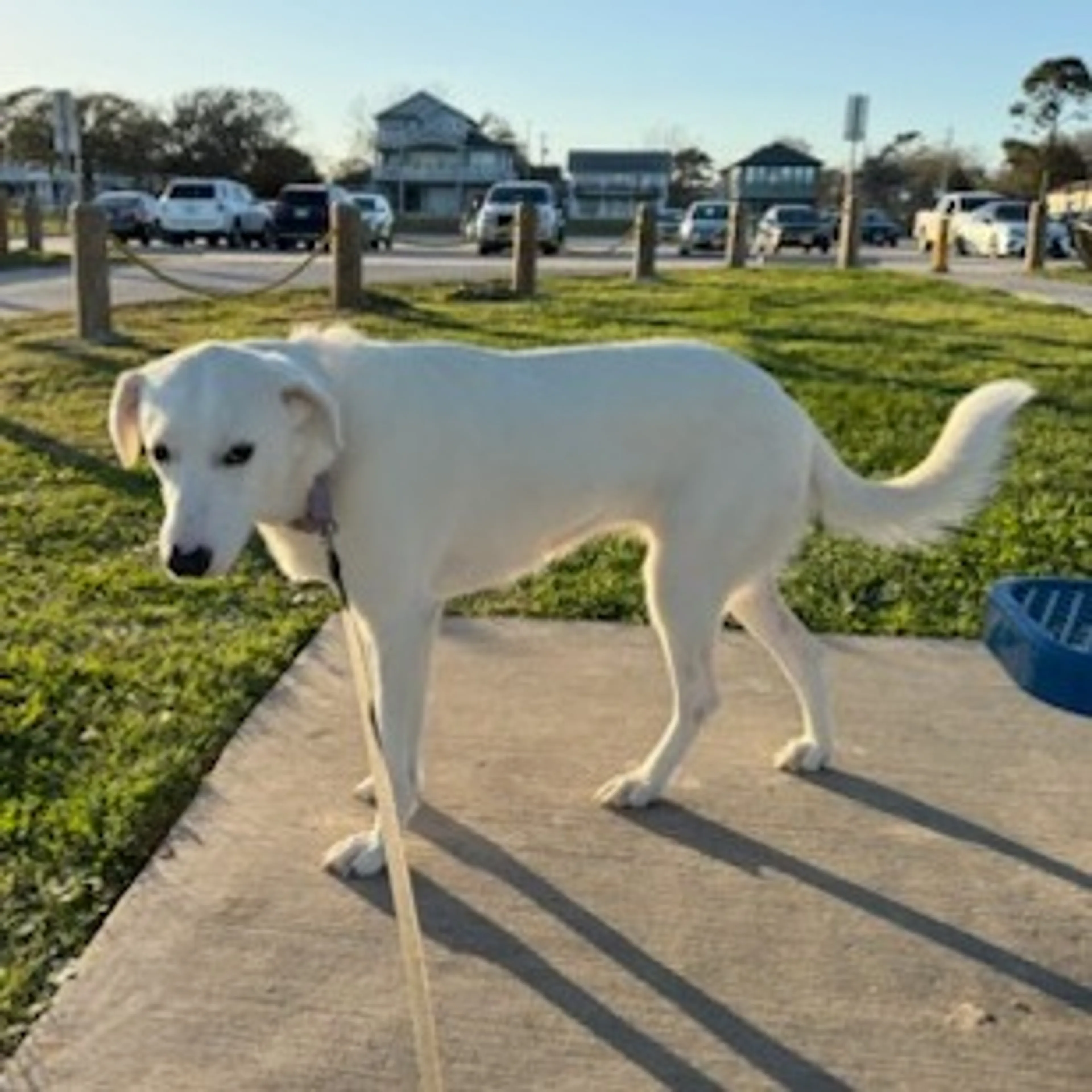 Found pet-1