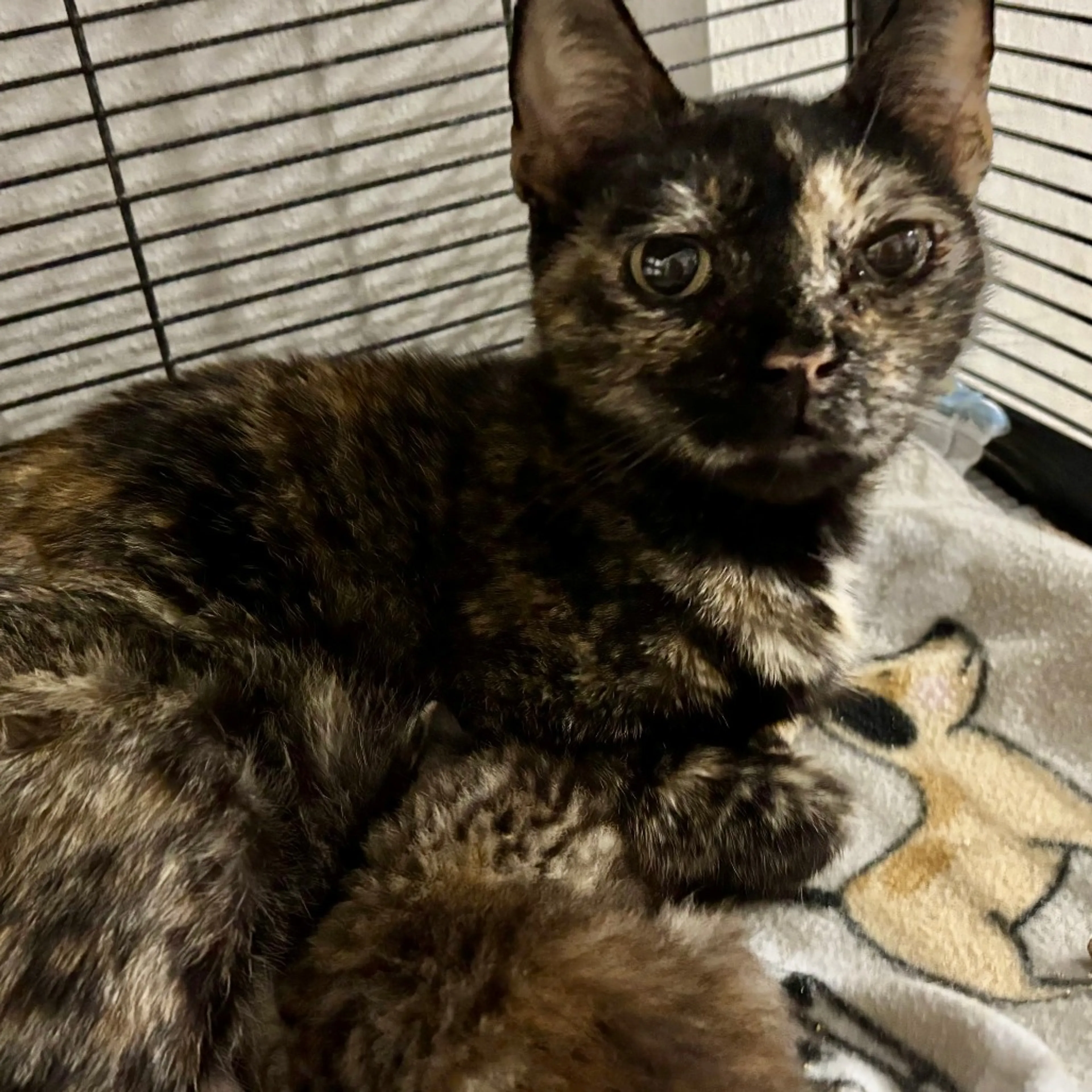Found pet