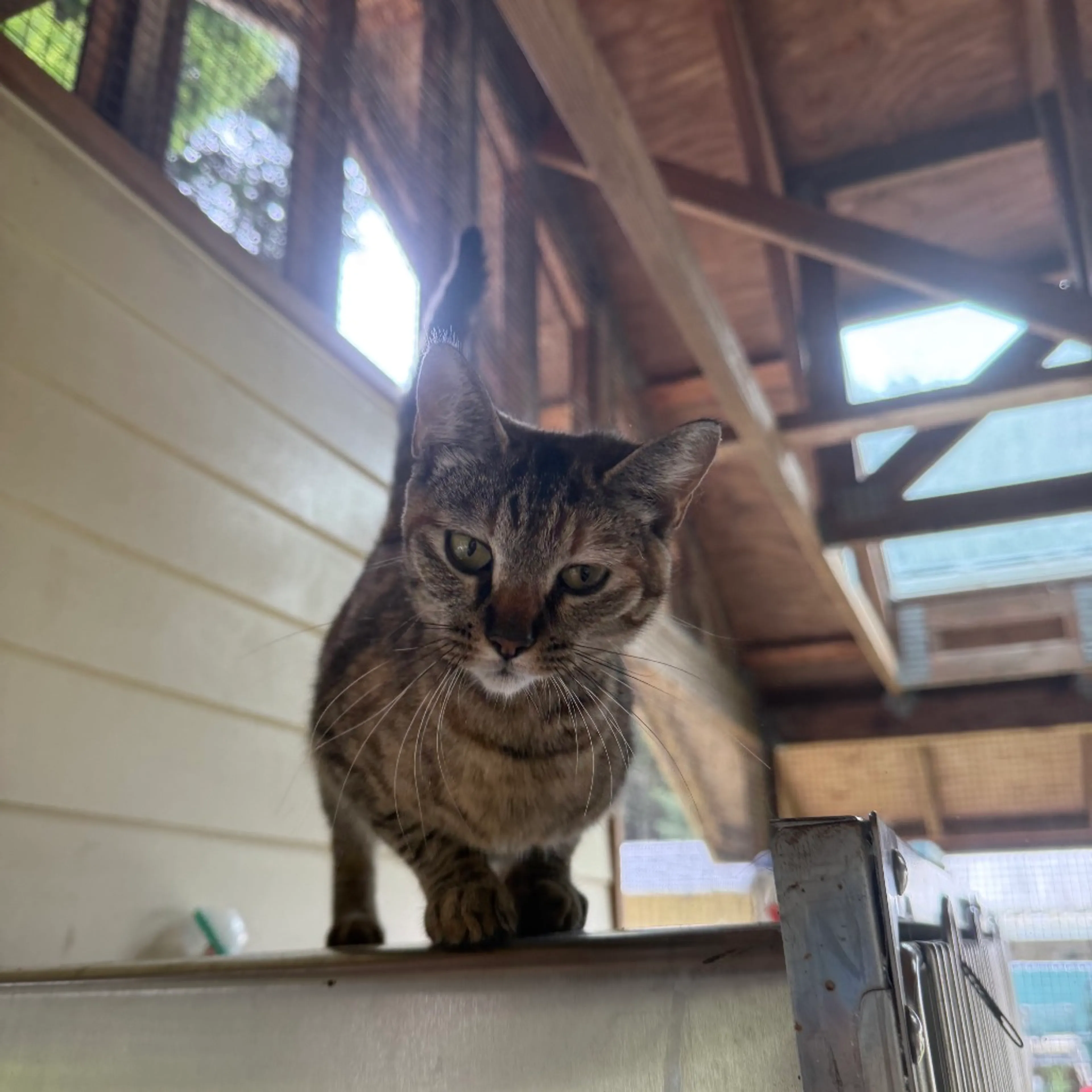 Found pet-3