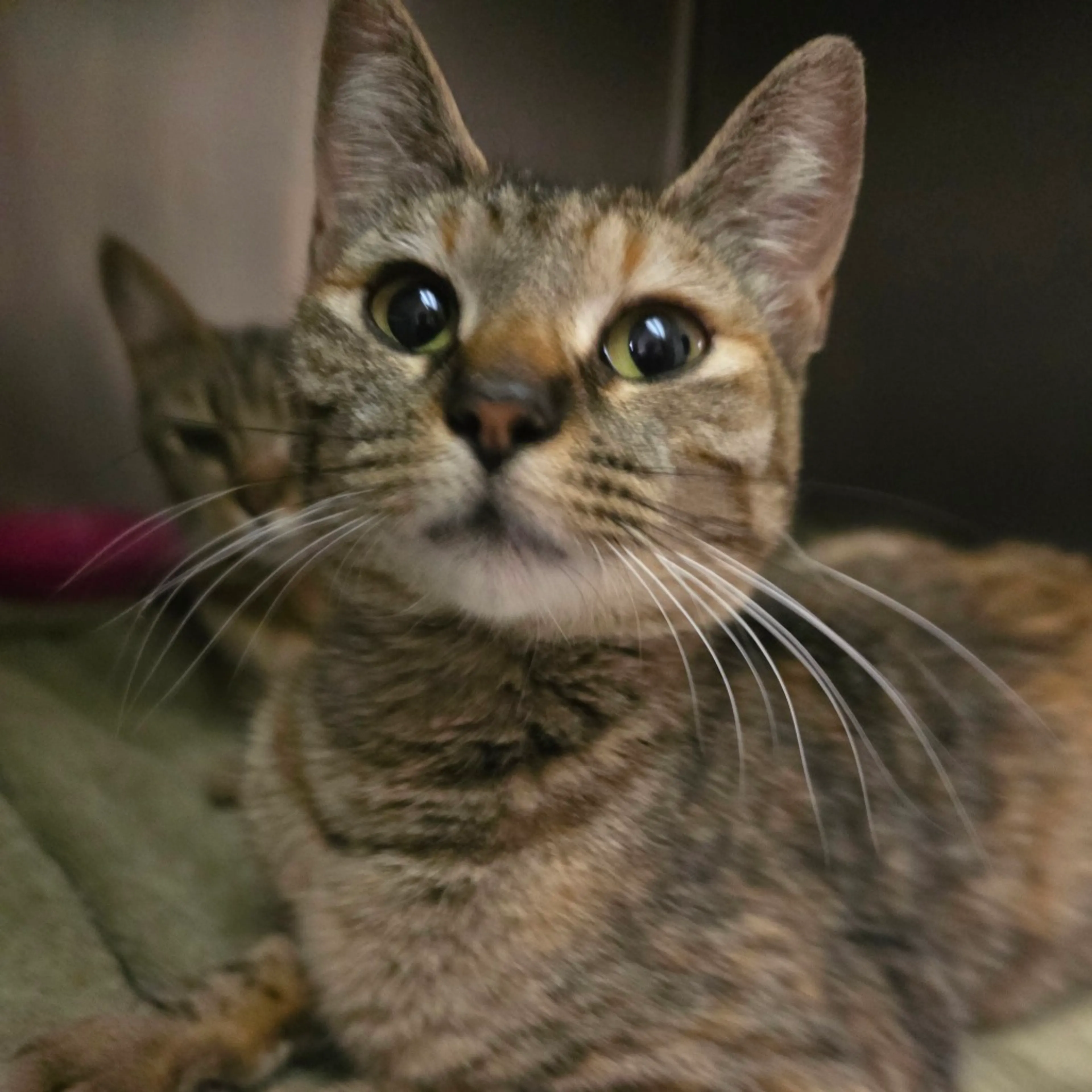 Found pet-1