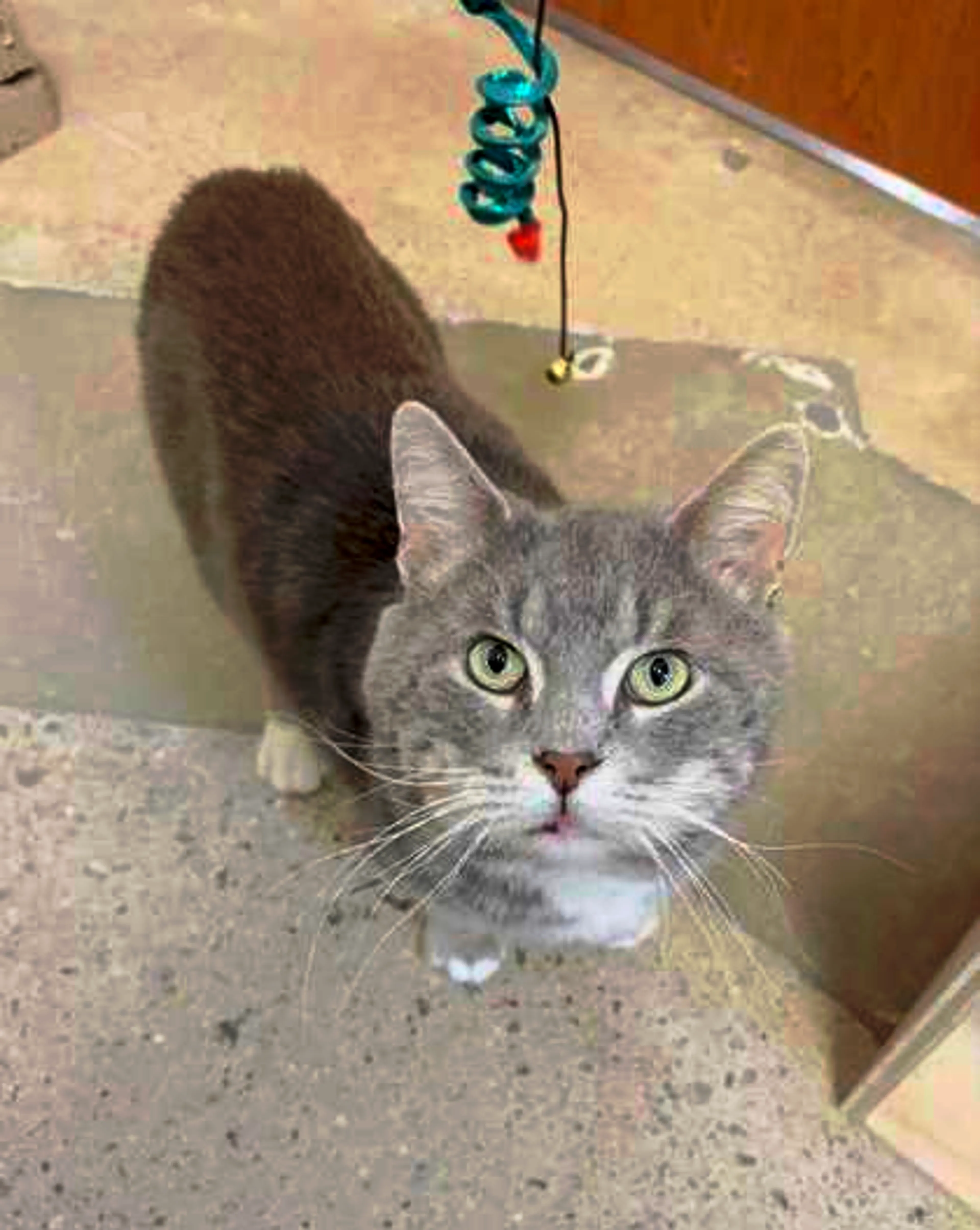 Found pet