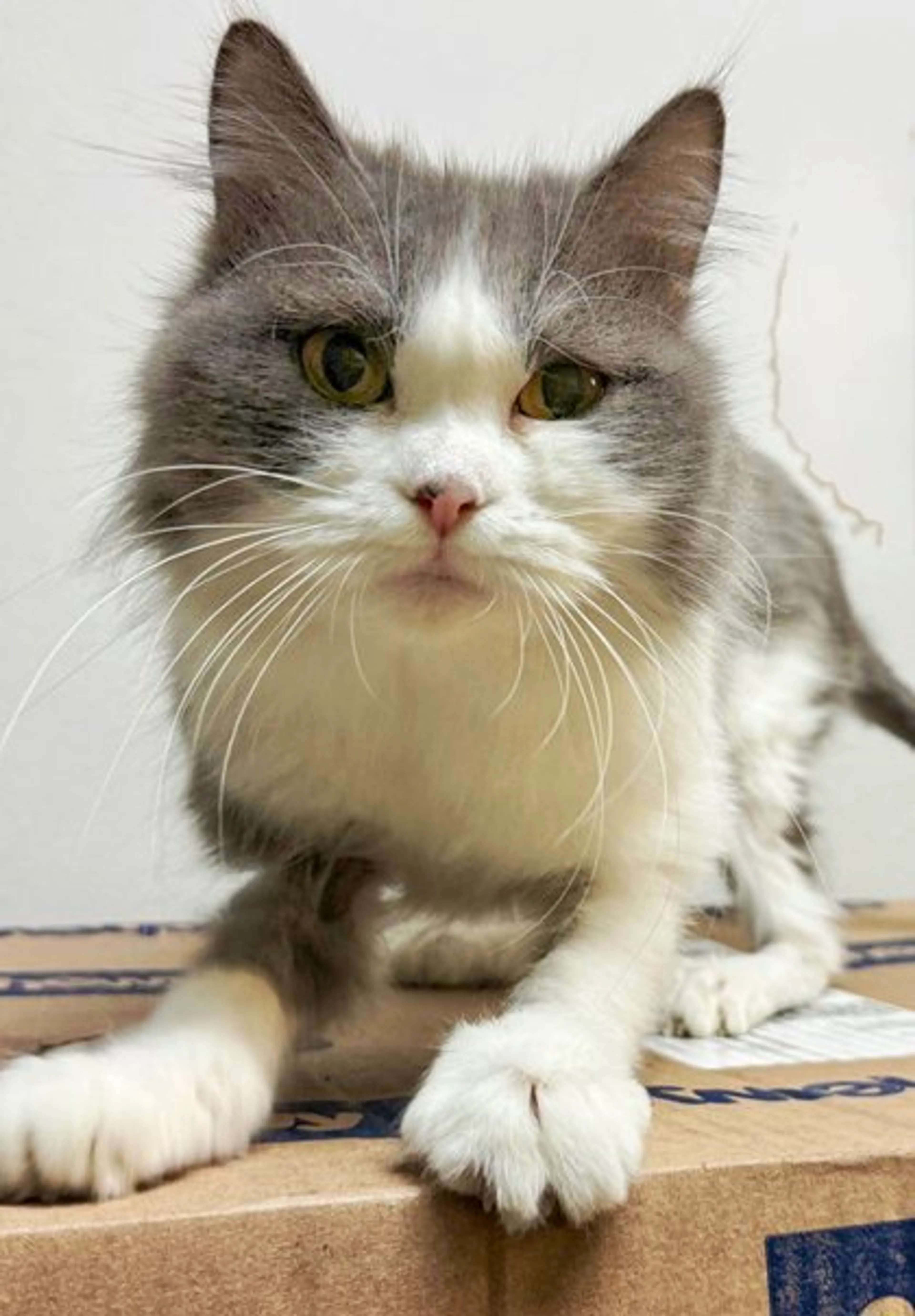 Found pet