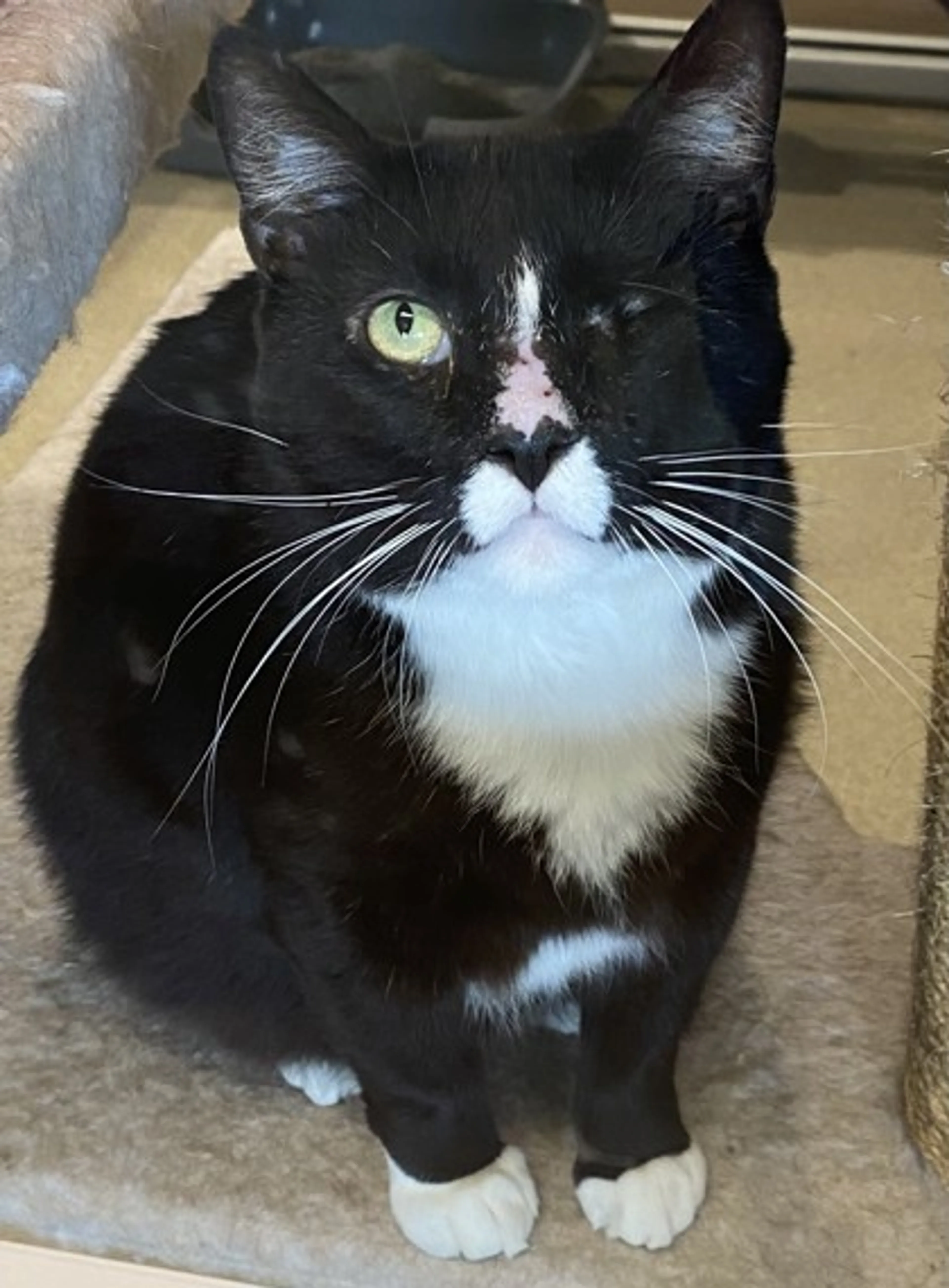 Found pet