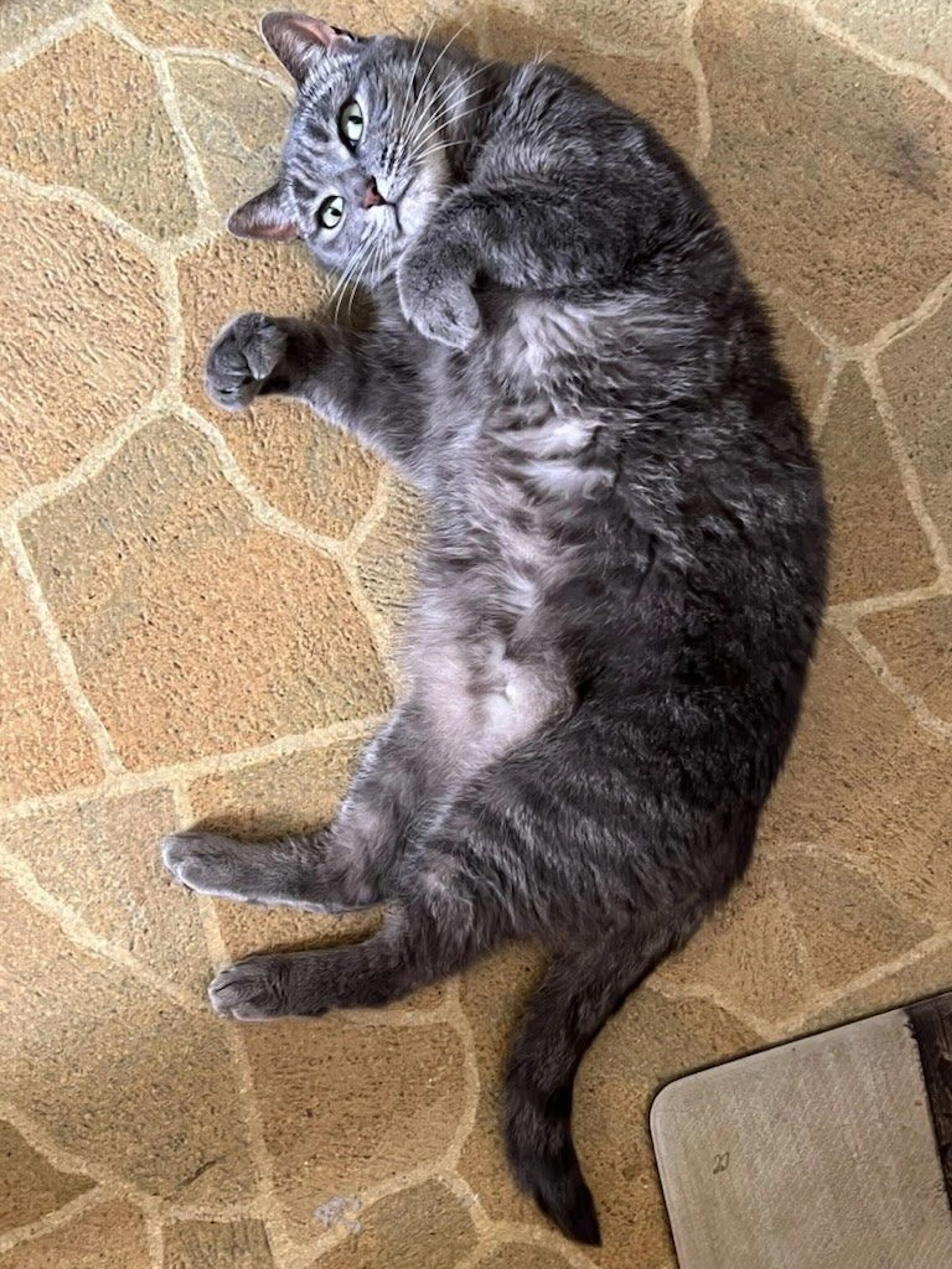 Lost pet