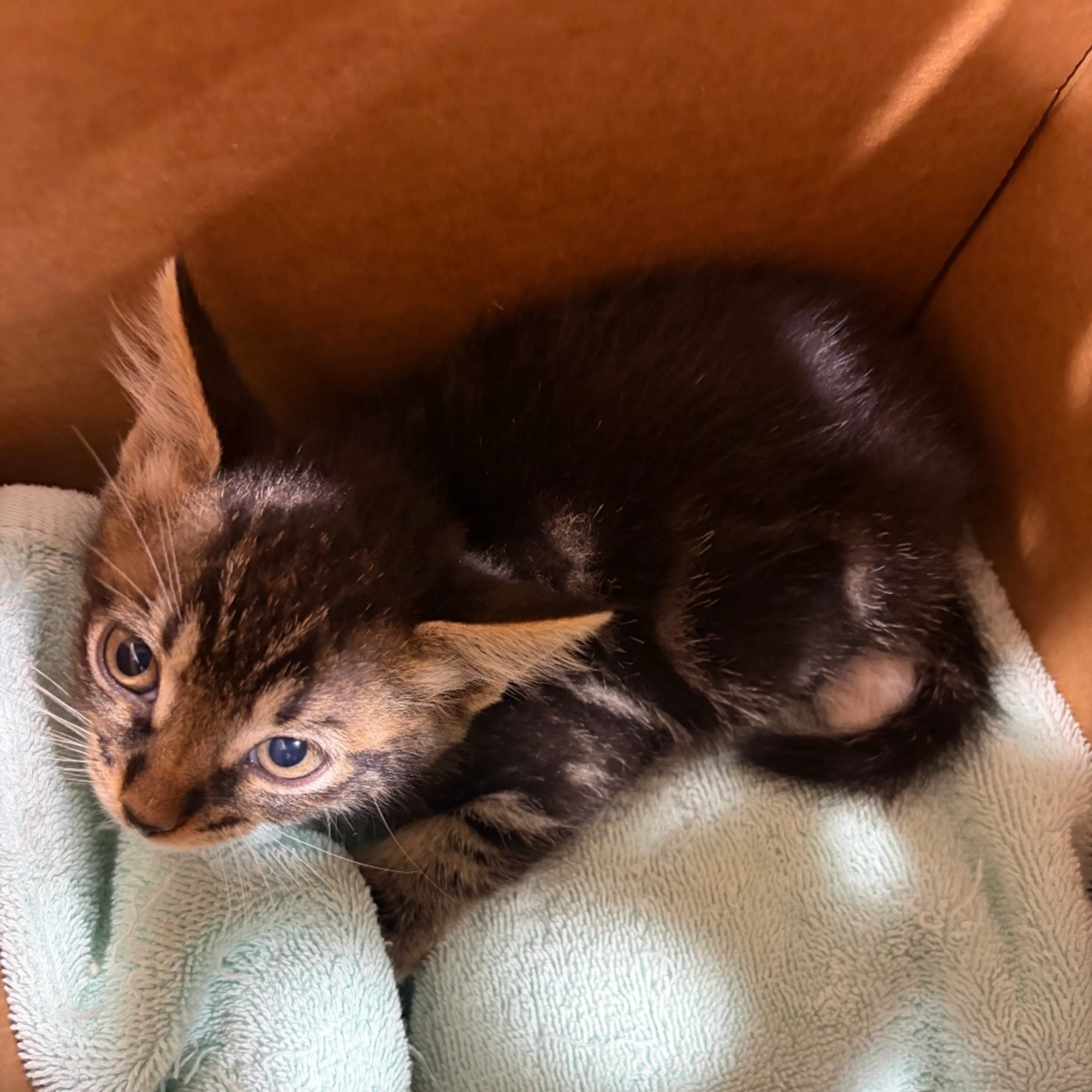Found pet