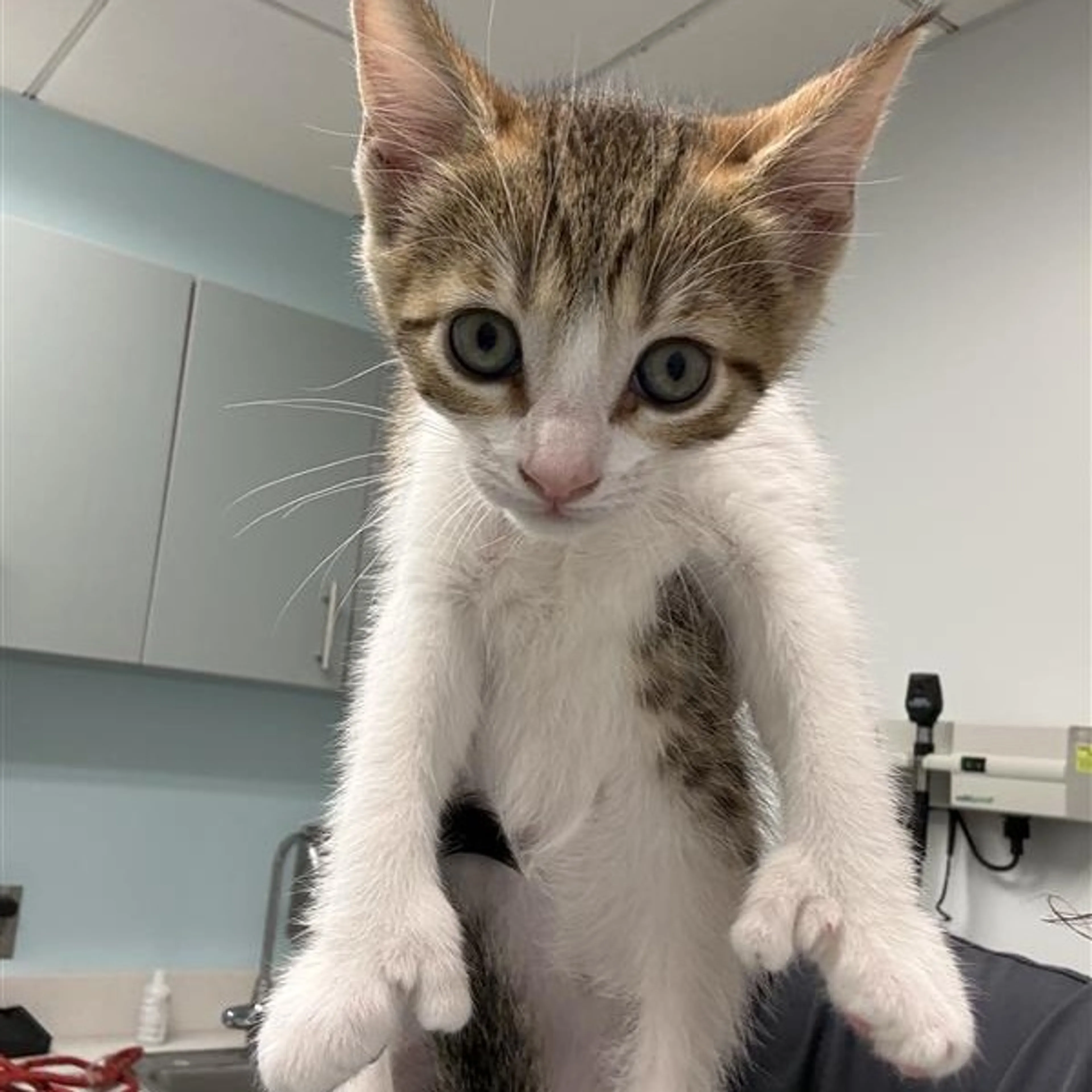Found pet