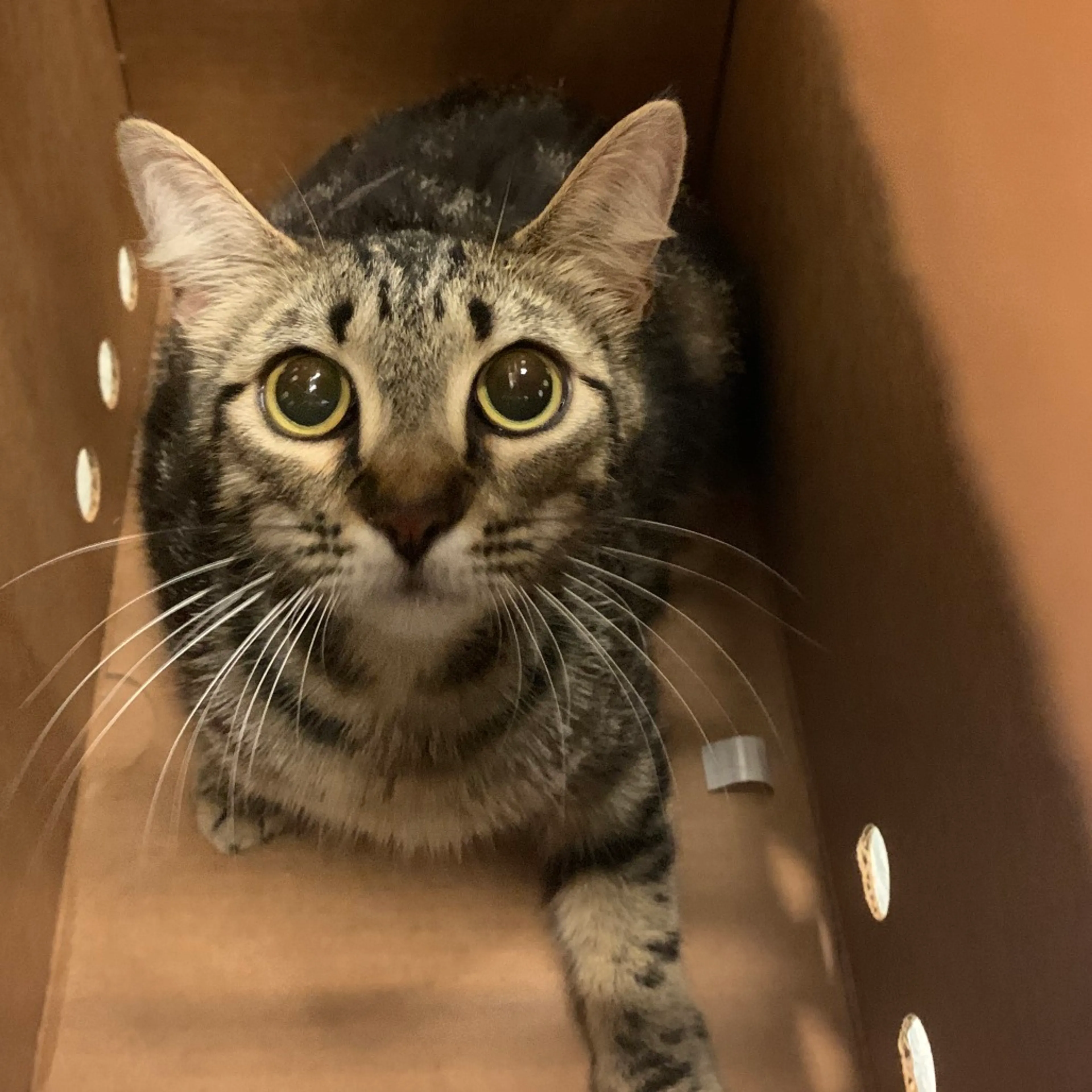 Found pet