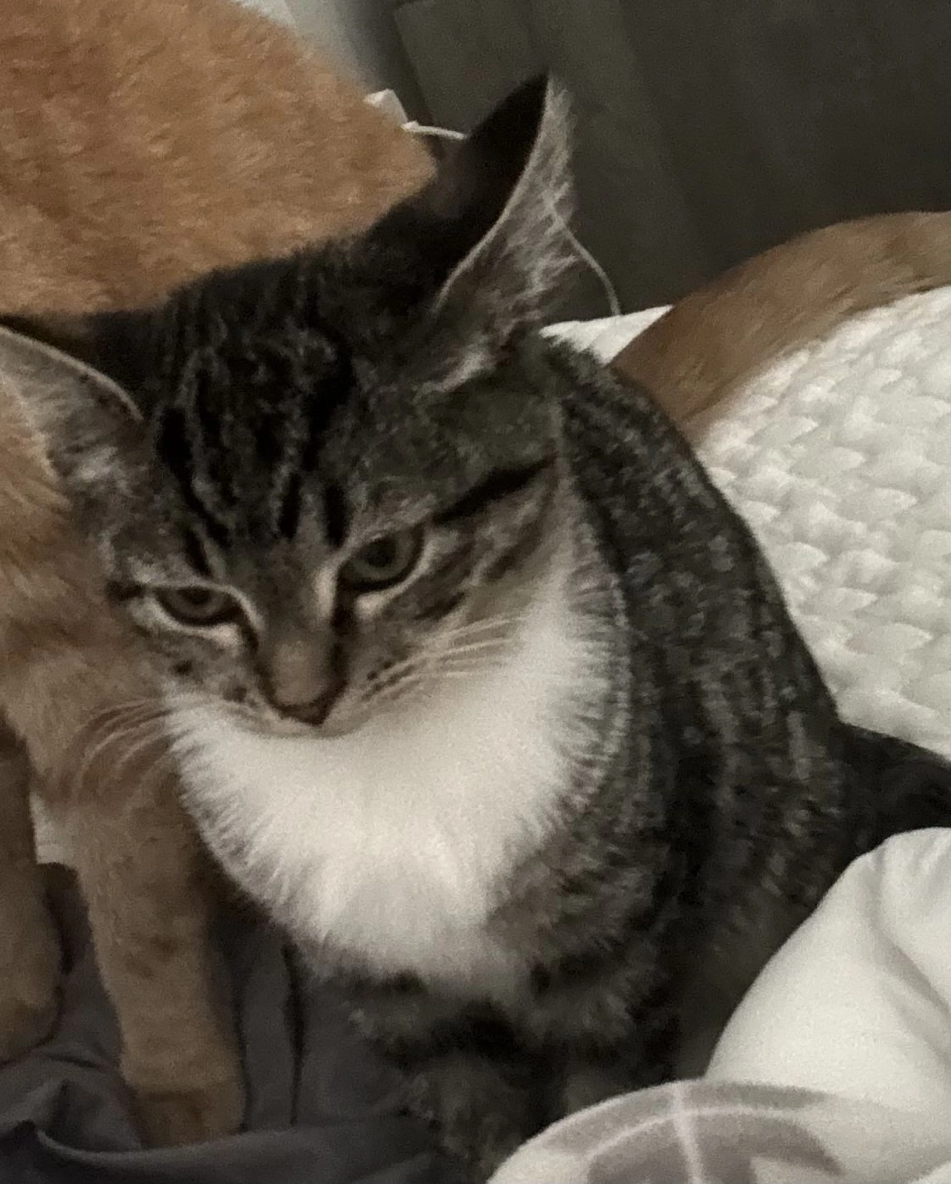 Lost pet