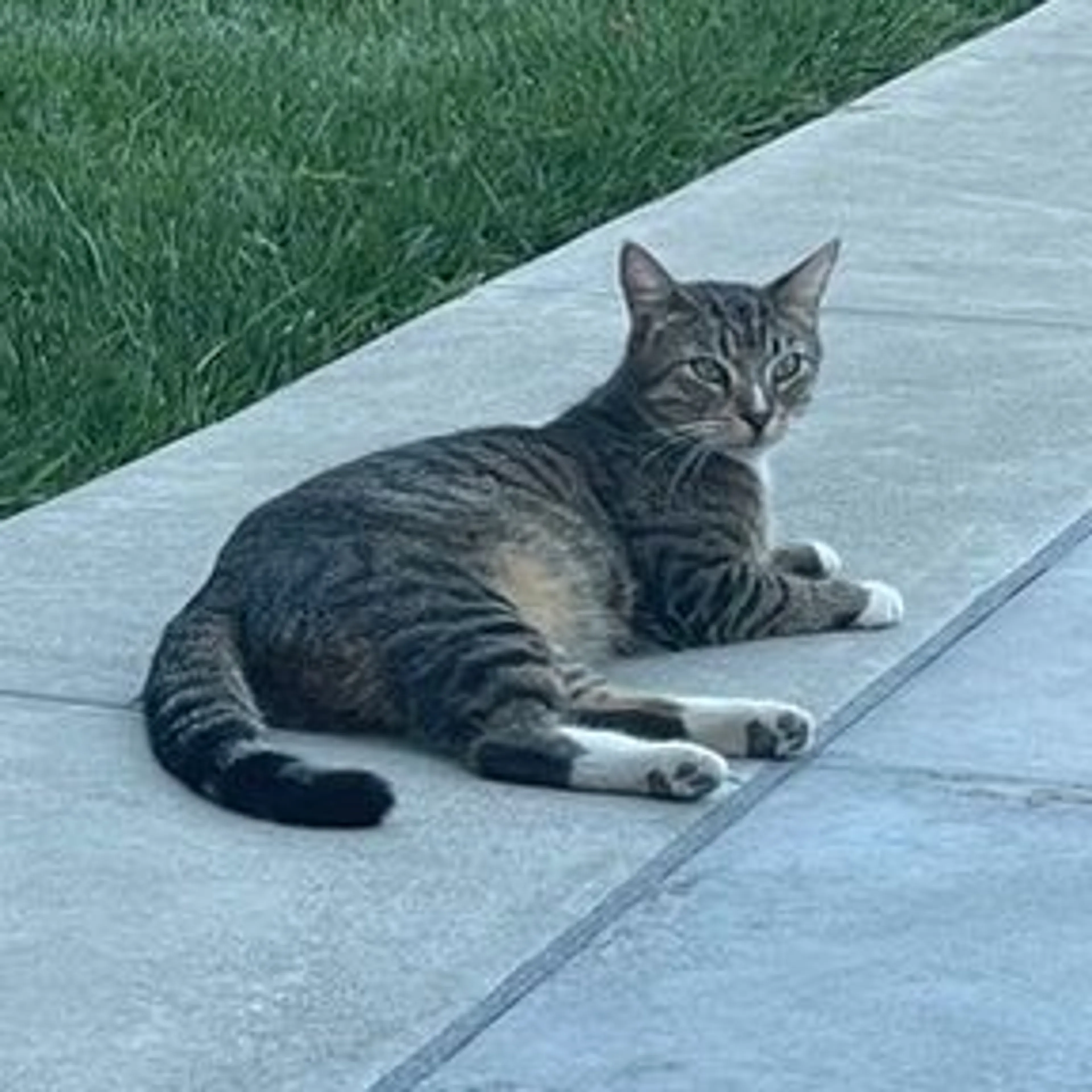 Lost pet