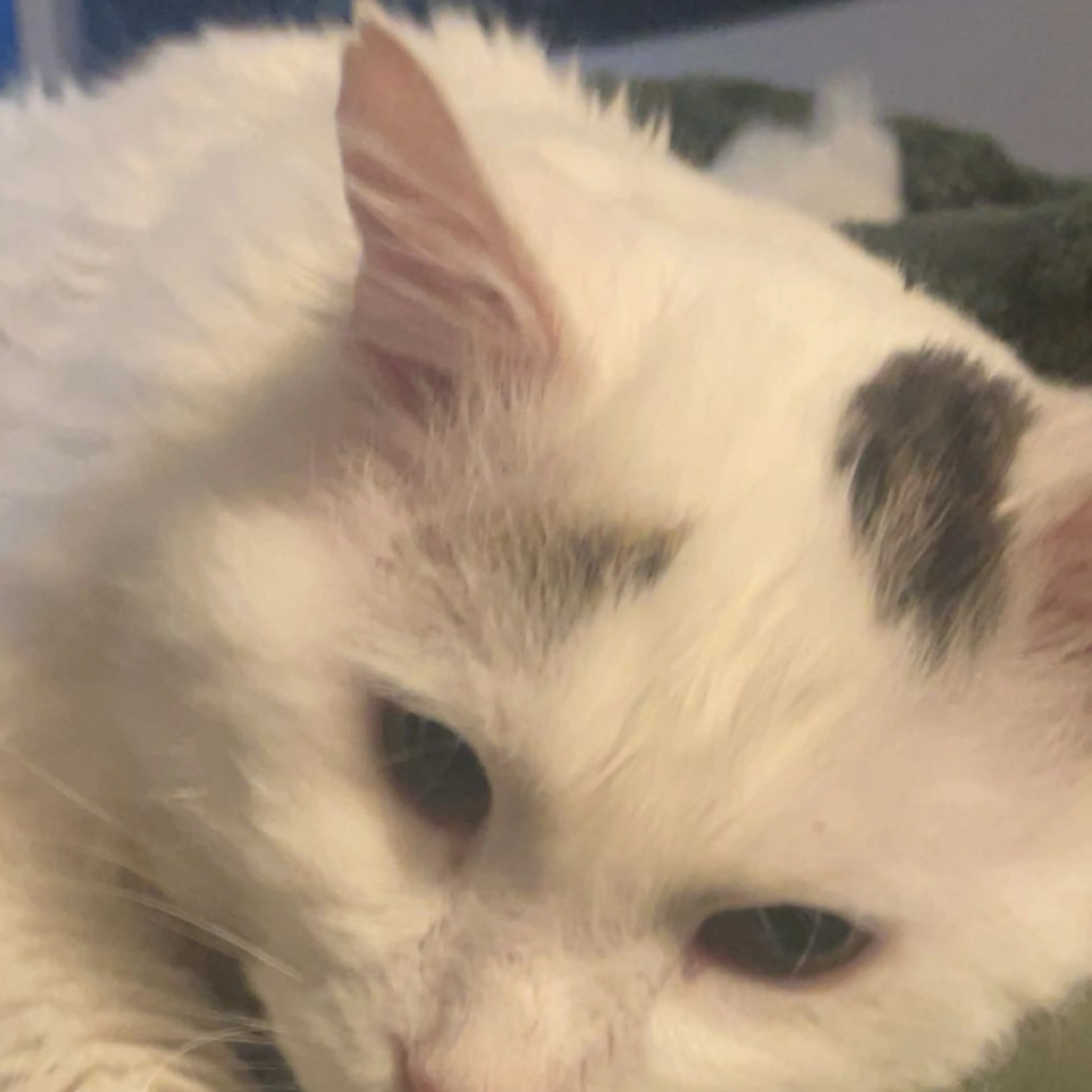 Lost pet-2
