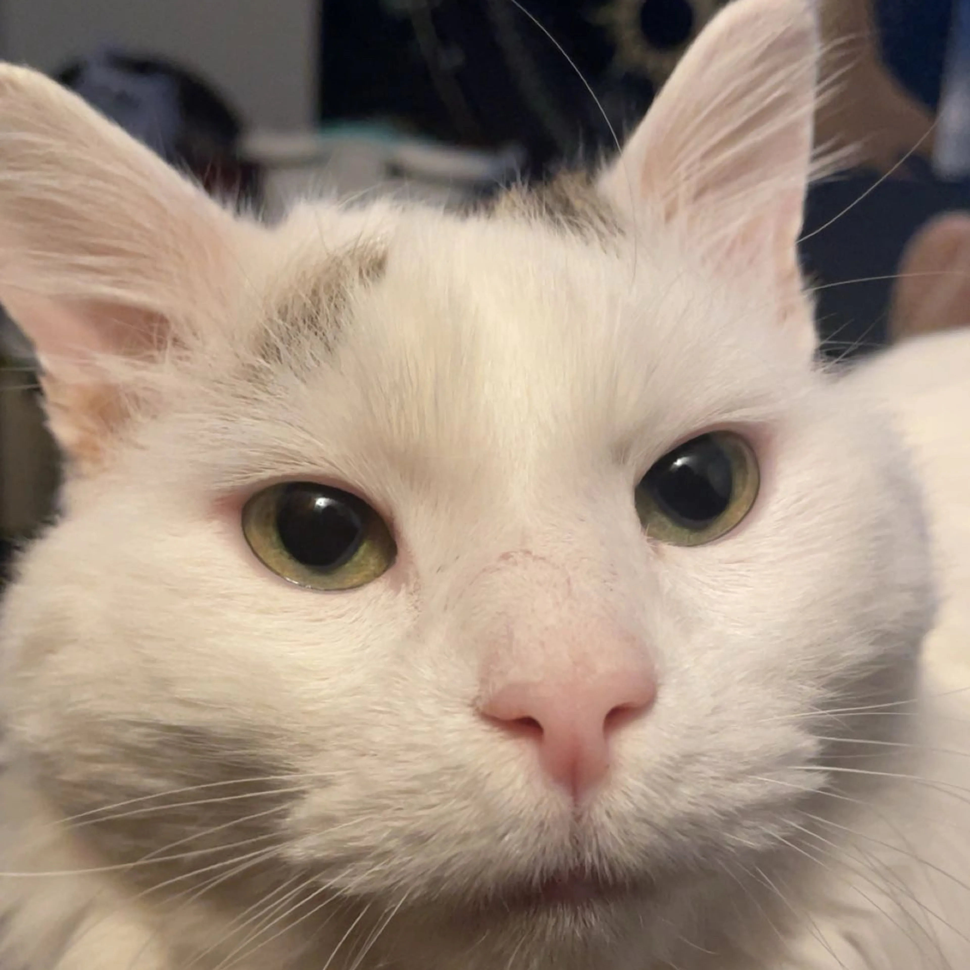 Lost pet-1