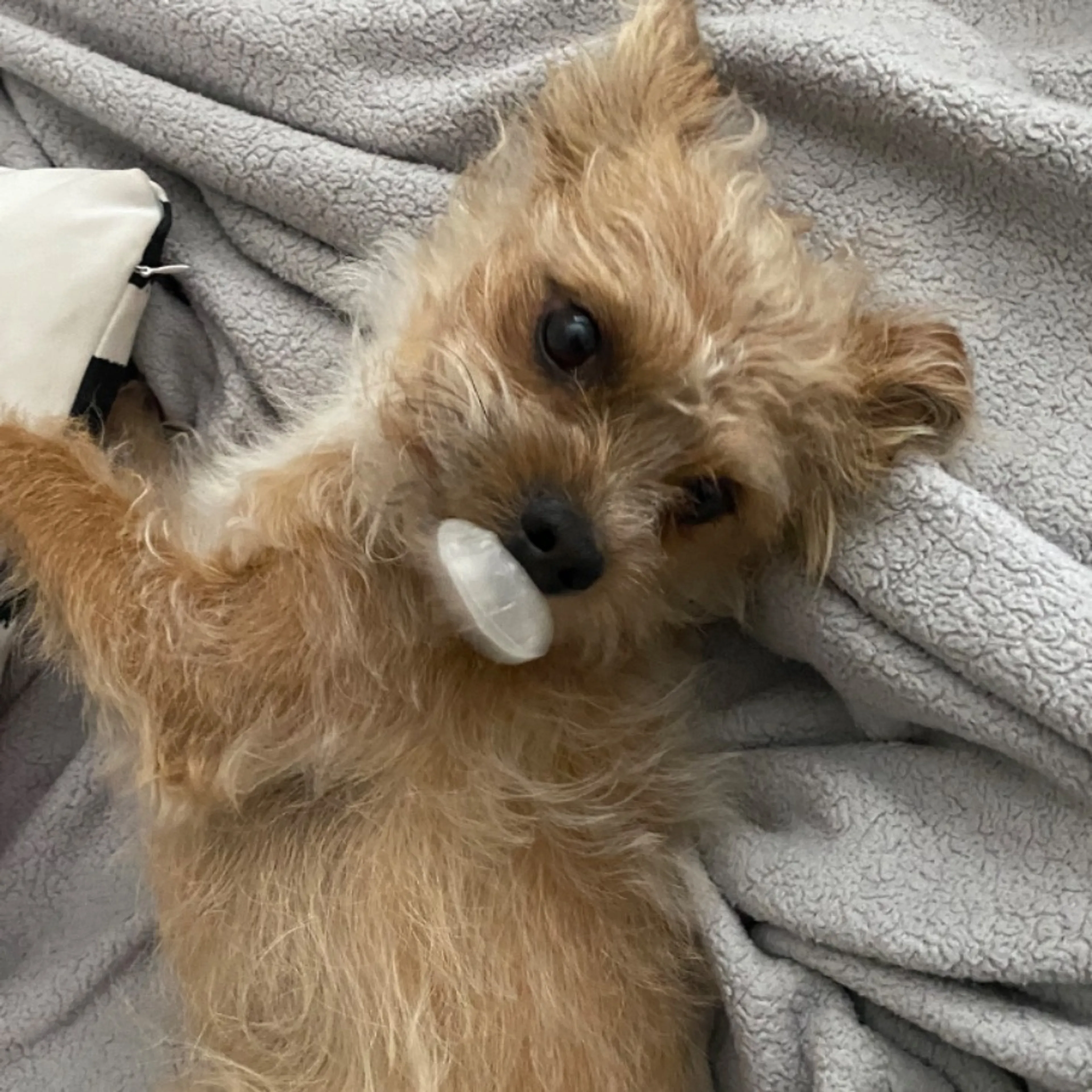 Lost pet