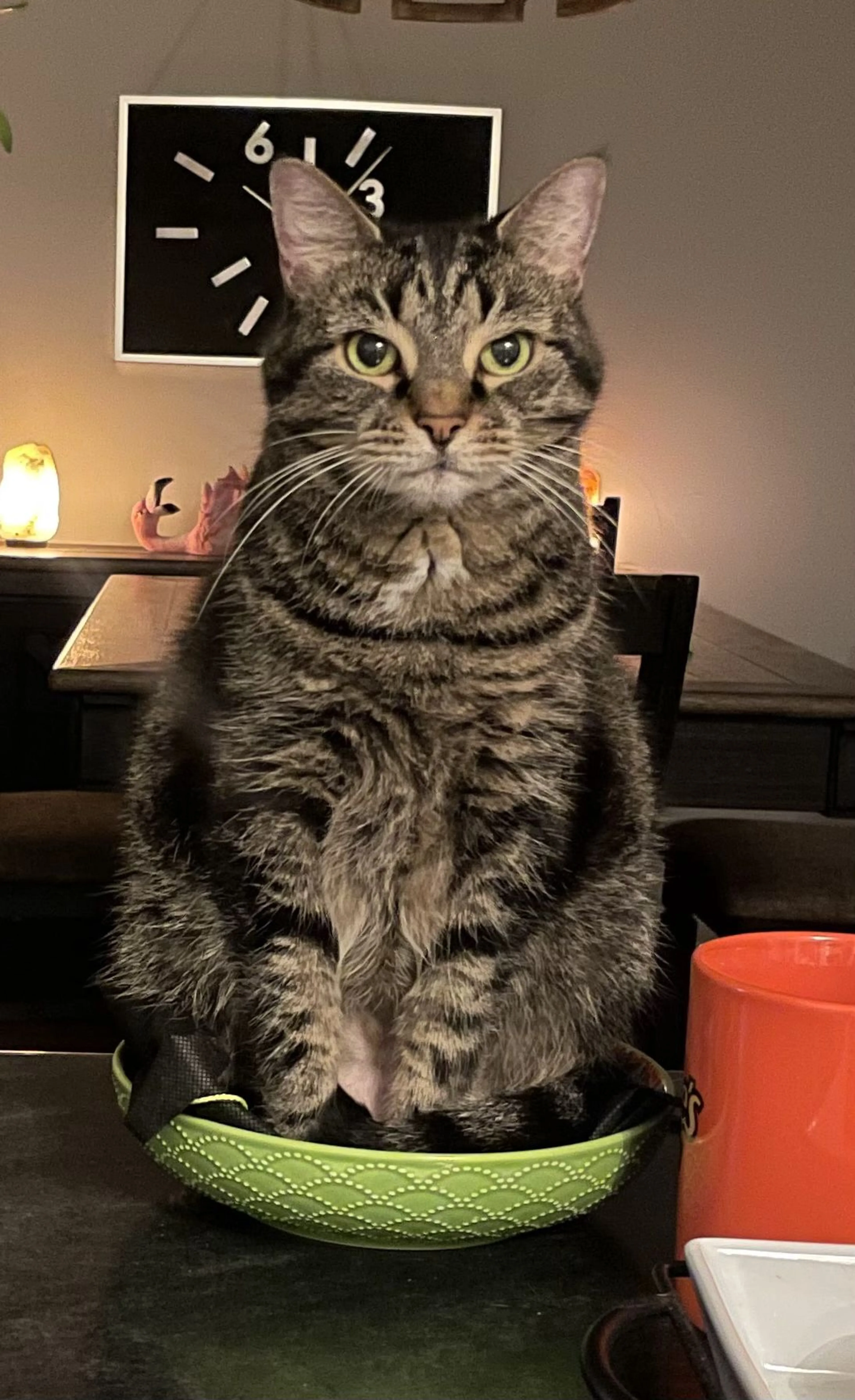 Lost pet-1