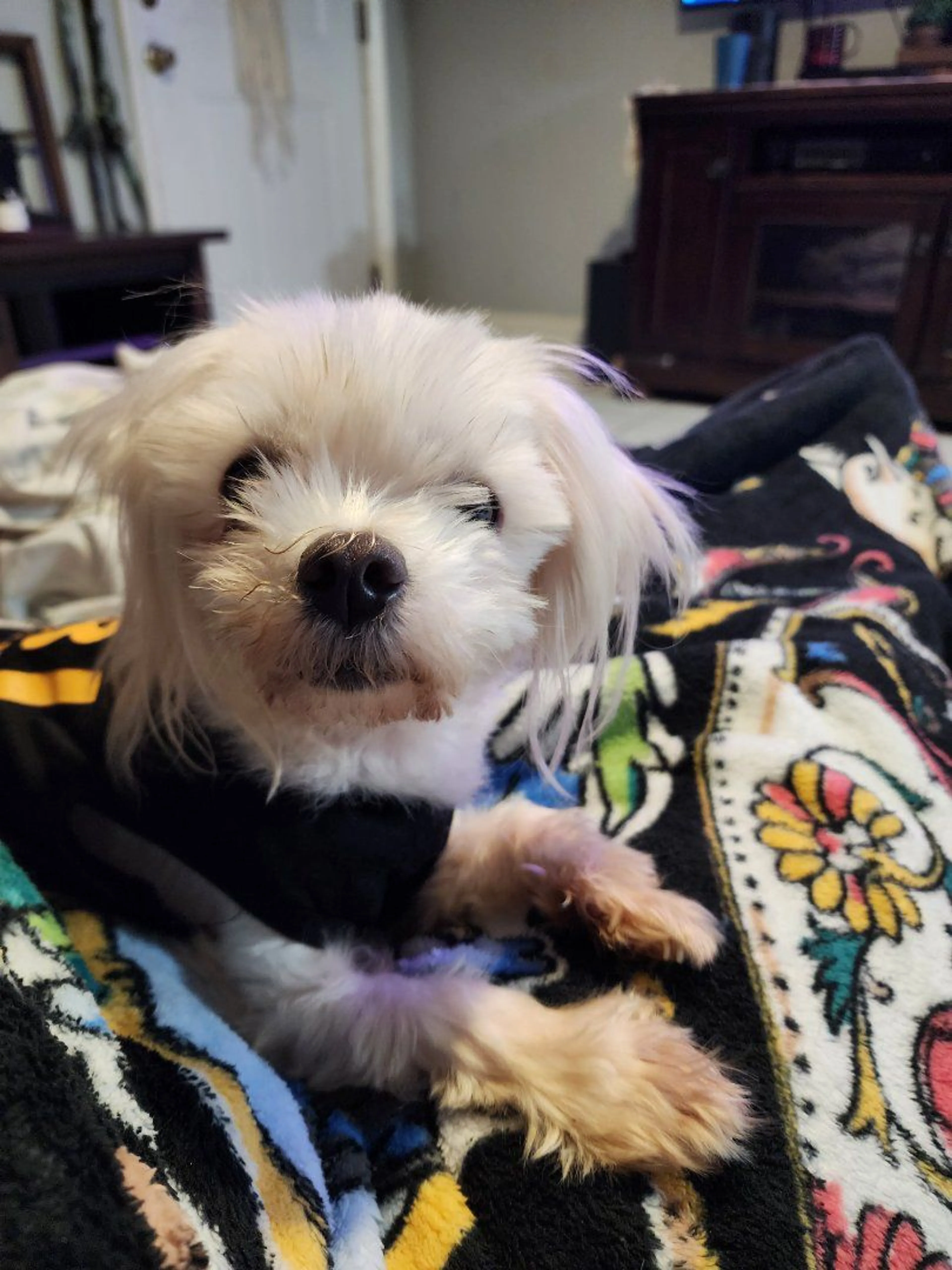 Lost pet
