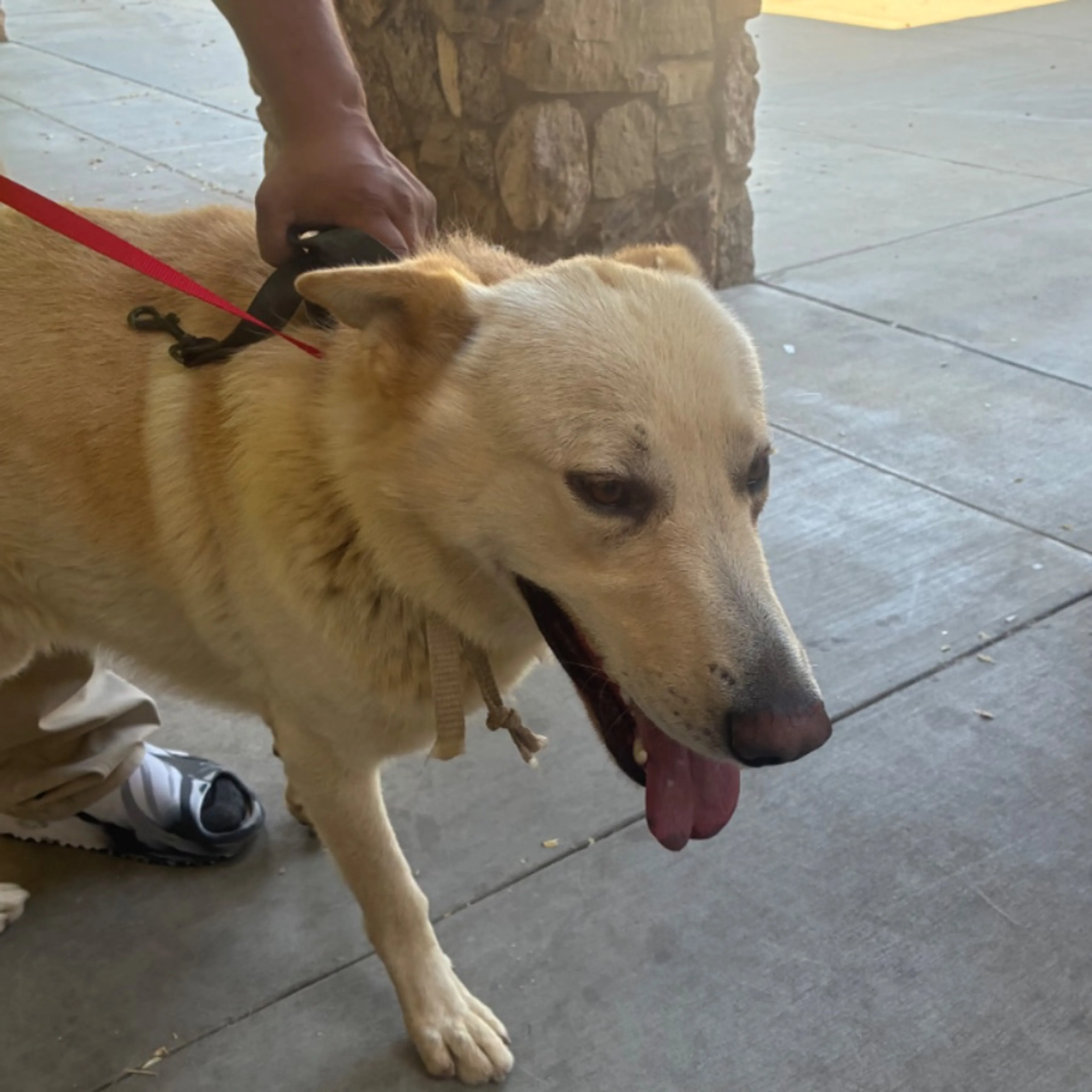 Found pet