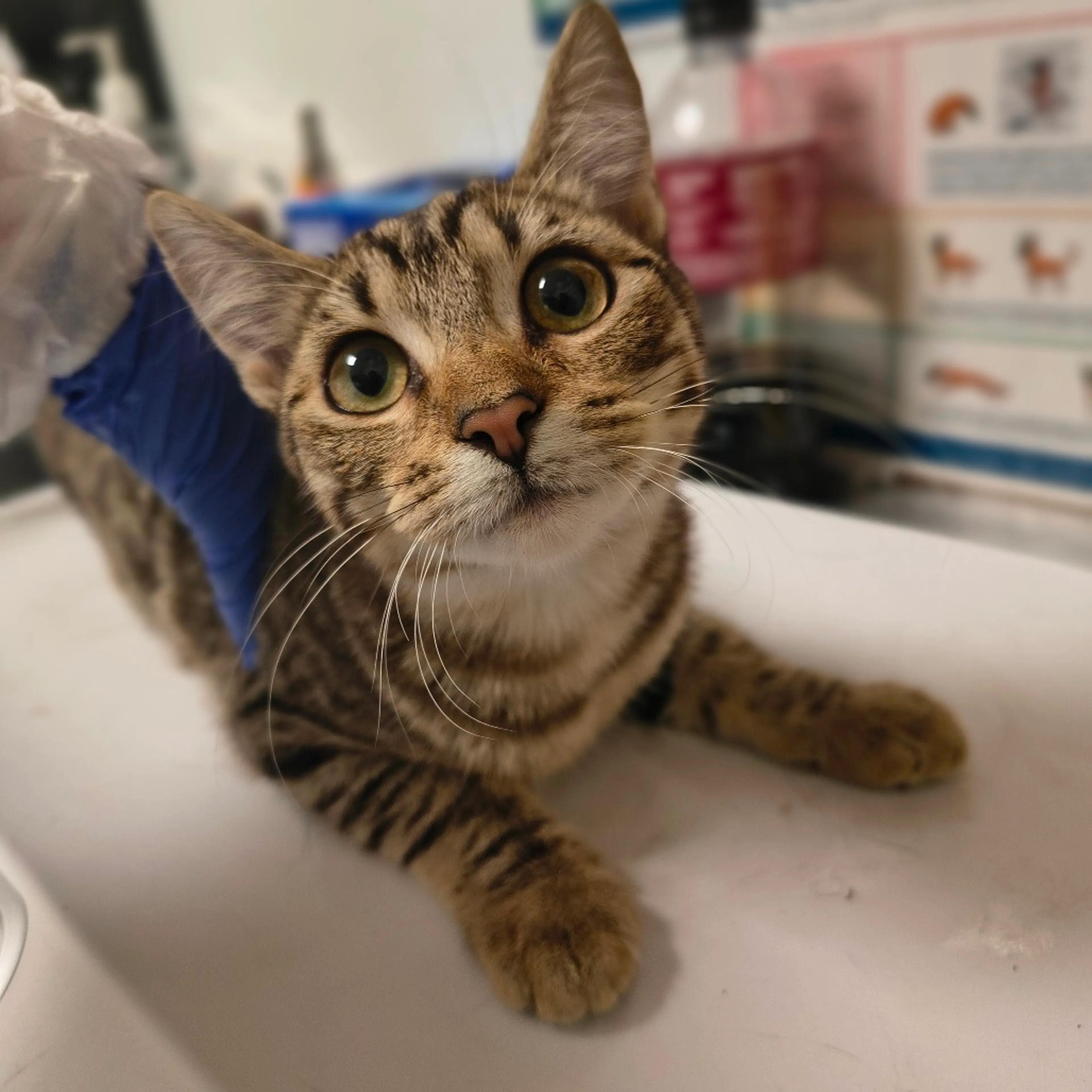 Found pet-1