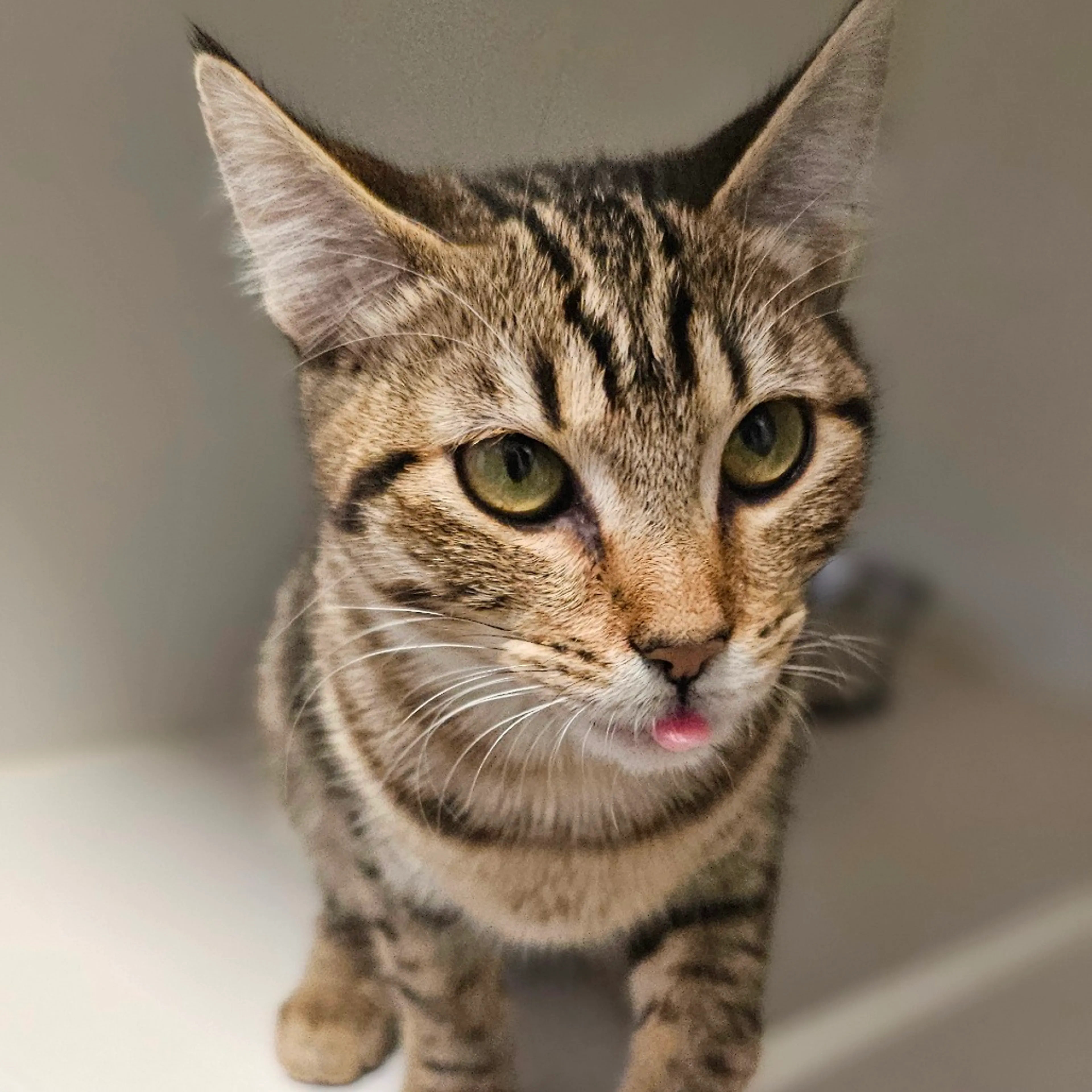Found pet-9