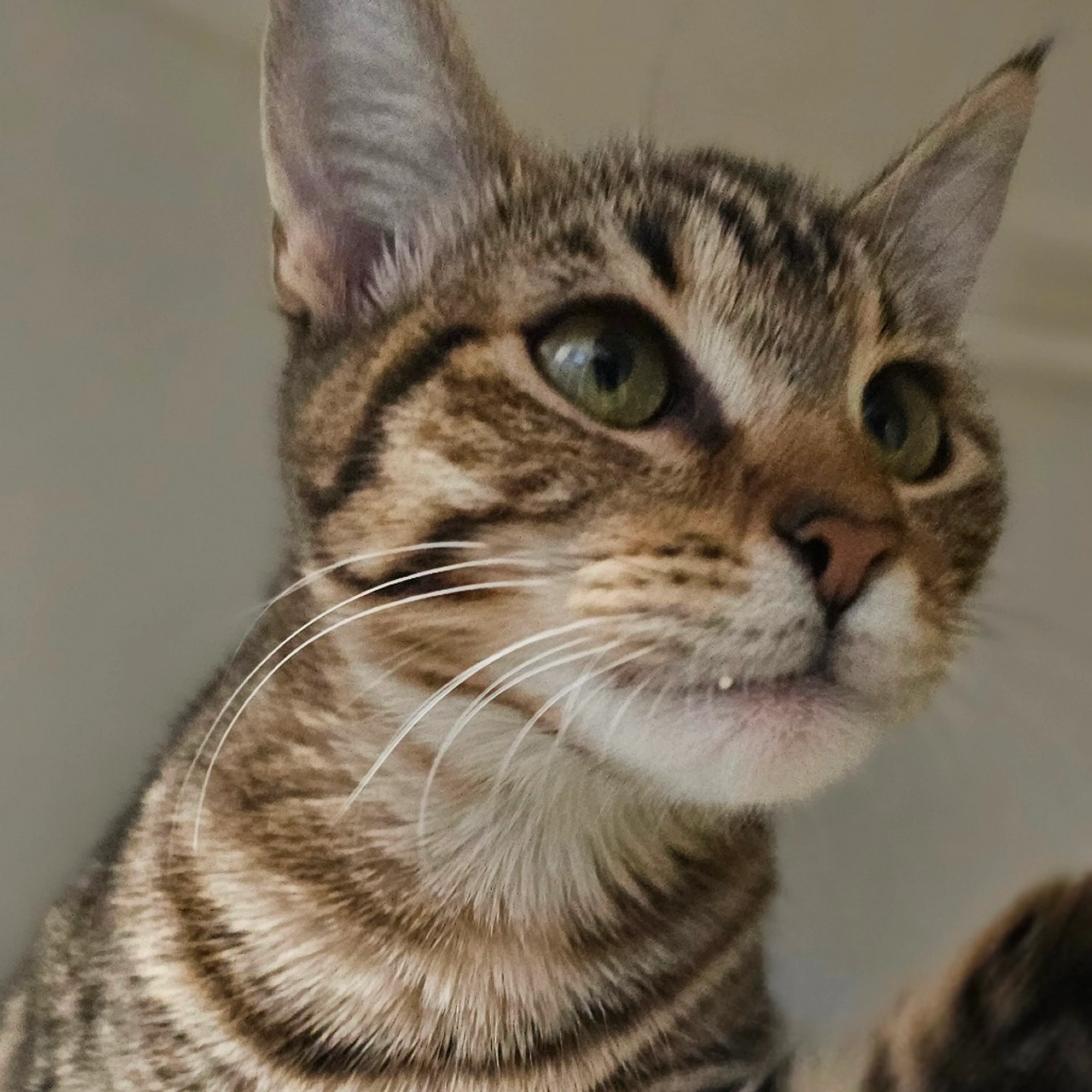 Found pet-8