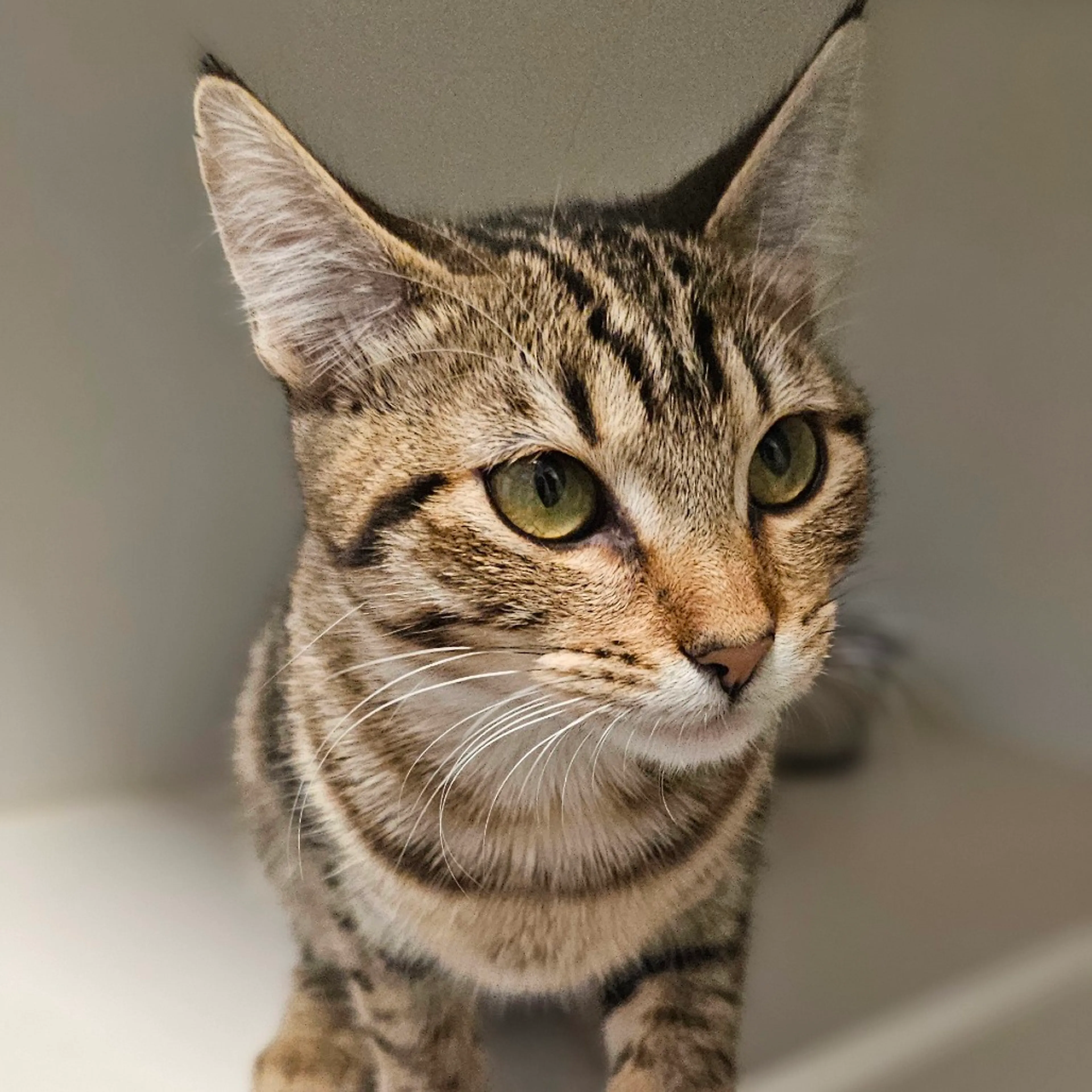 Found pet-6