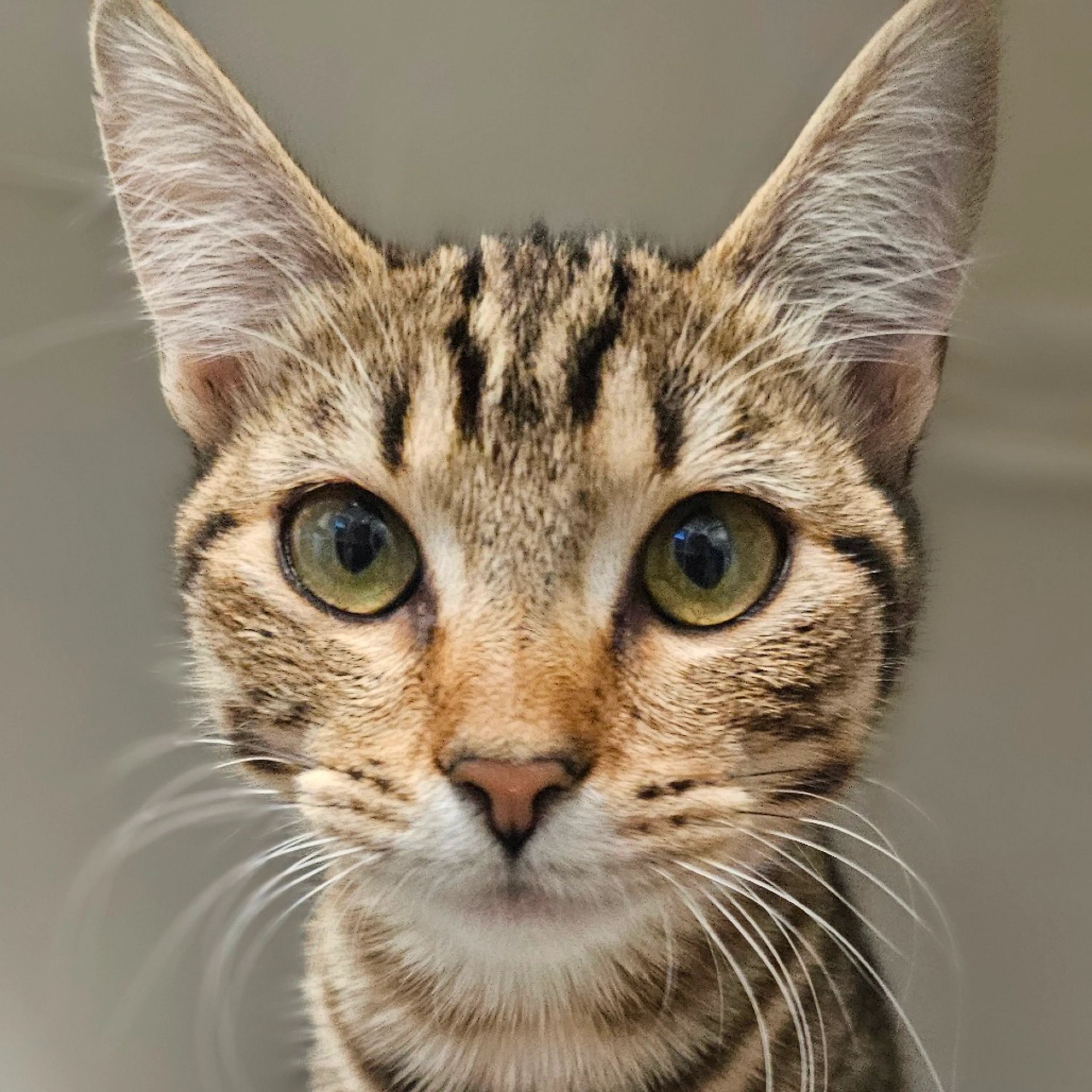 Found pet-5